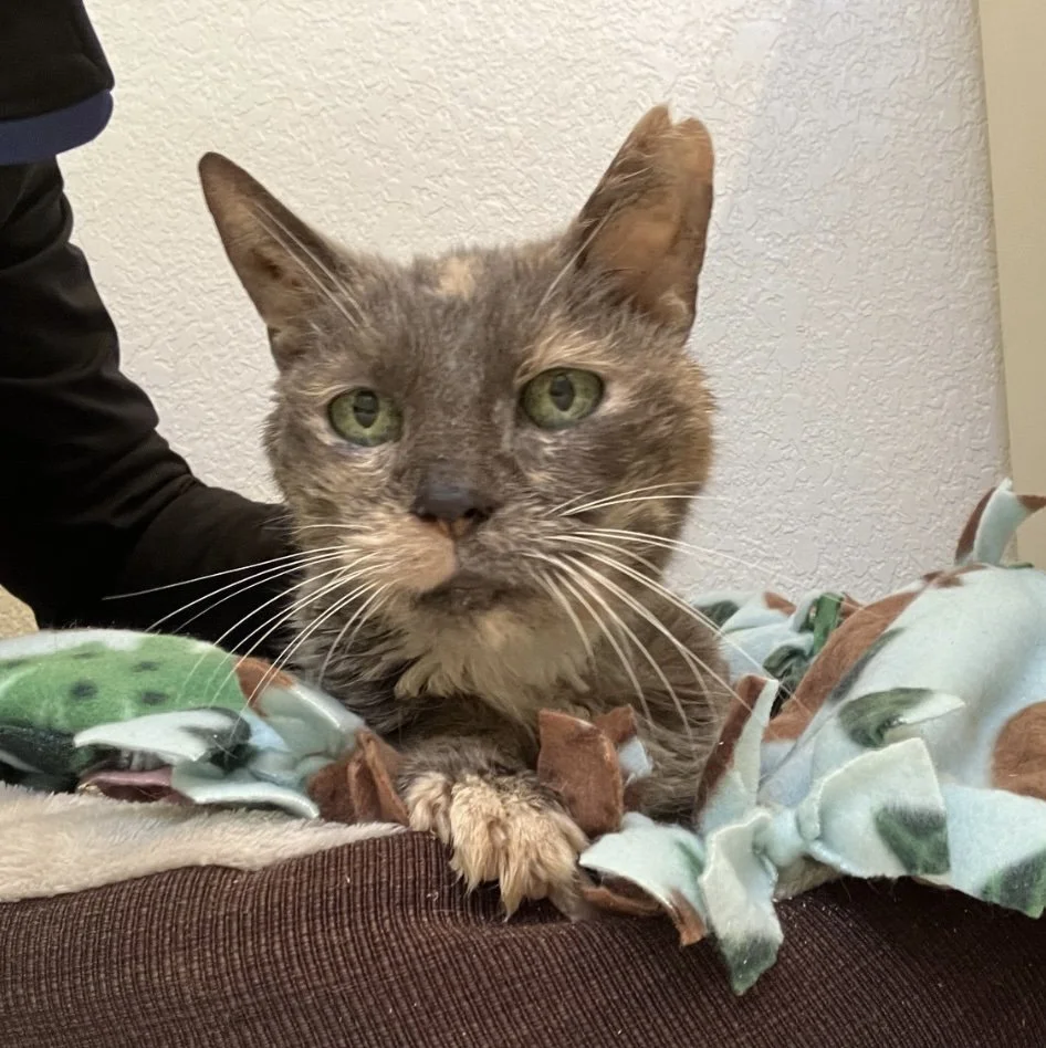 Muffin, 3/2023 - 4/2023