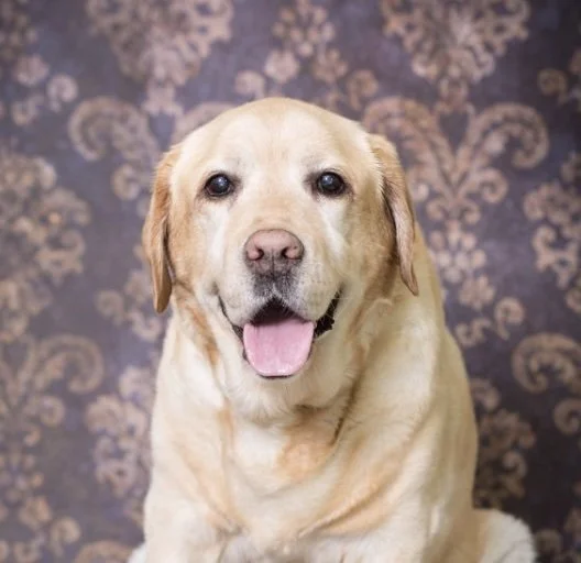 Buddy, 11/2015 - 12/2015