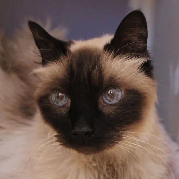 Lady, 8/2015 - 9/2015