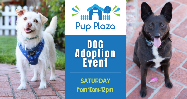 Dog Adoption Event  (4).png