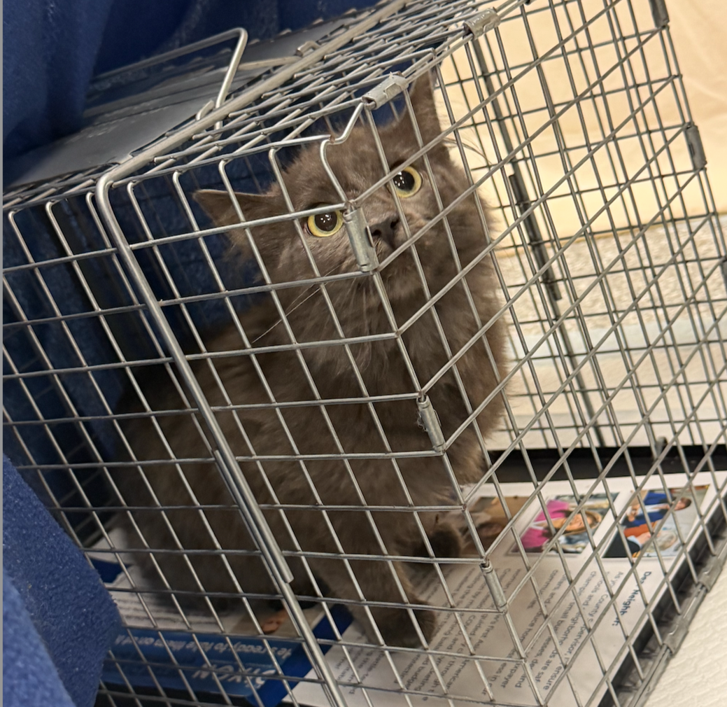 Community Cats Trap Neuiter Release