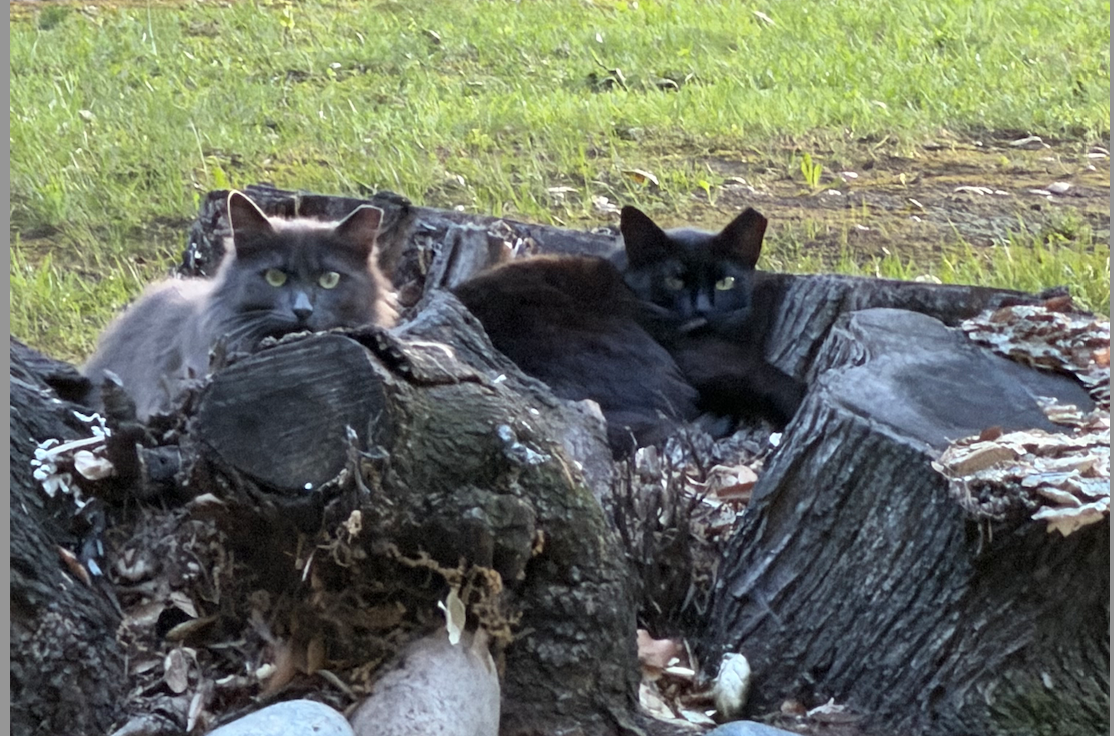 Ferile Community Cats