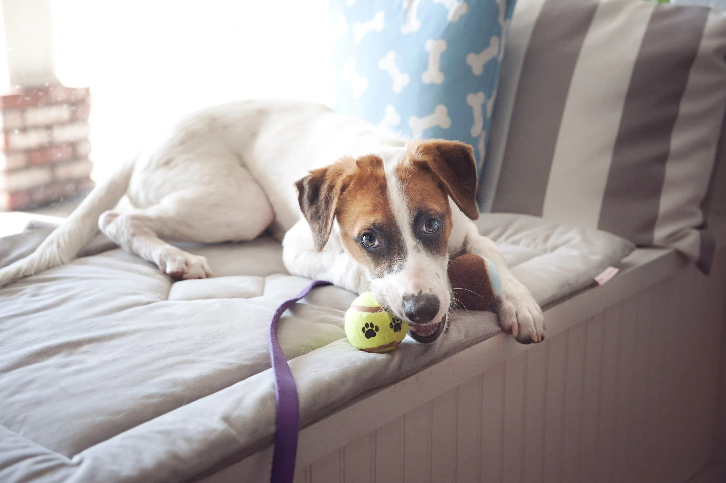 How to Adopt a Dog or Cat in San Jose | SVPP — Silicon Valley Pet Project