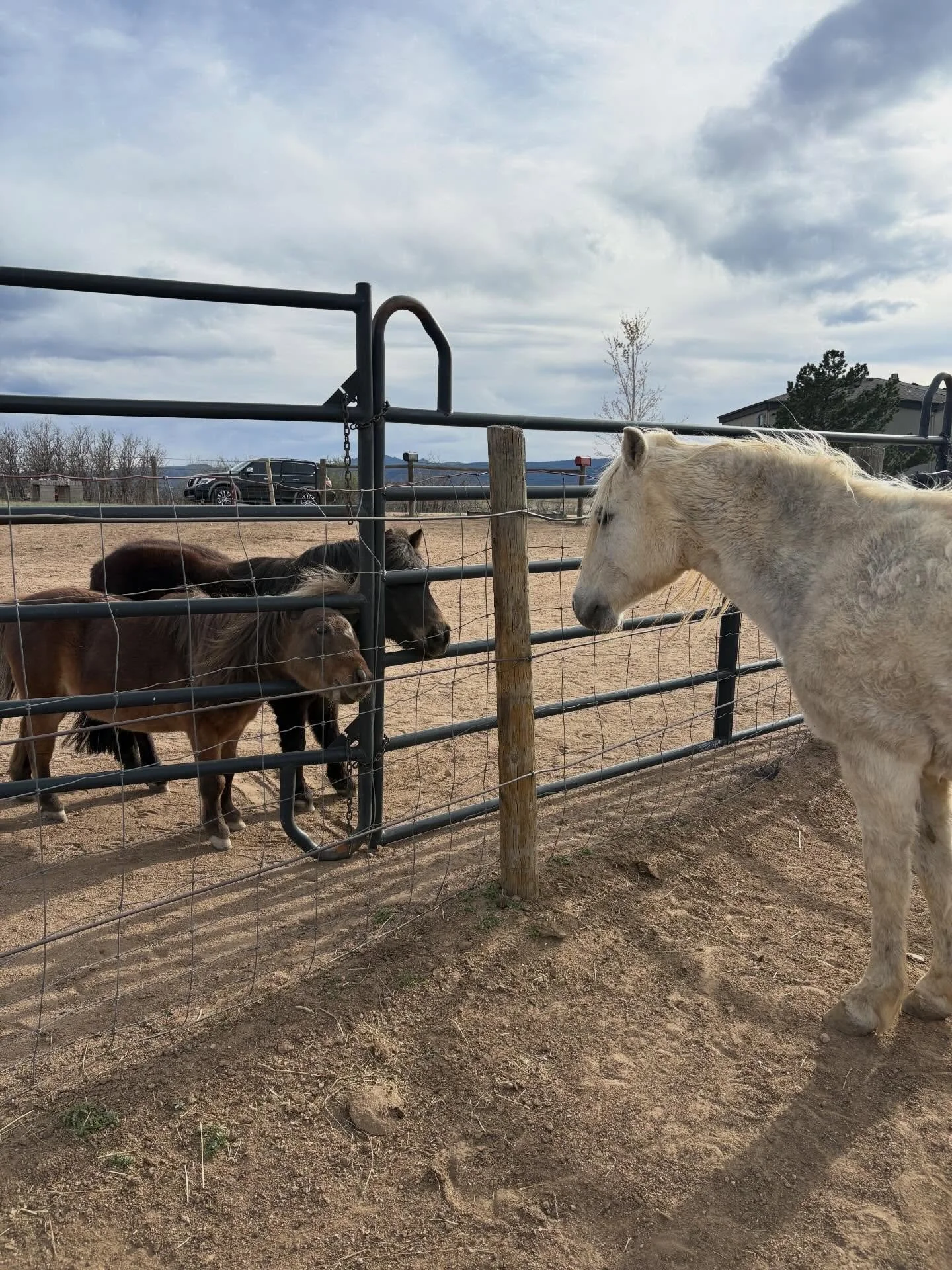 Leila (aka Pony) has some new friends! These two minis joined our herd yesterday. 

Right now they&rsquo;re getting used to the space and each other.  Last weekends a crew came out and helped us get fencing in place so that we can allow them to get t