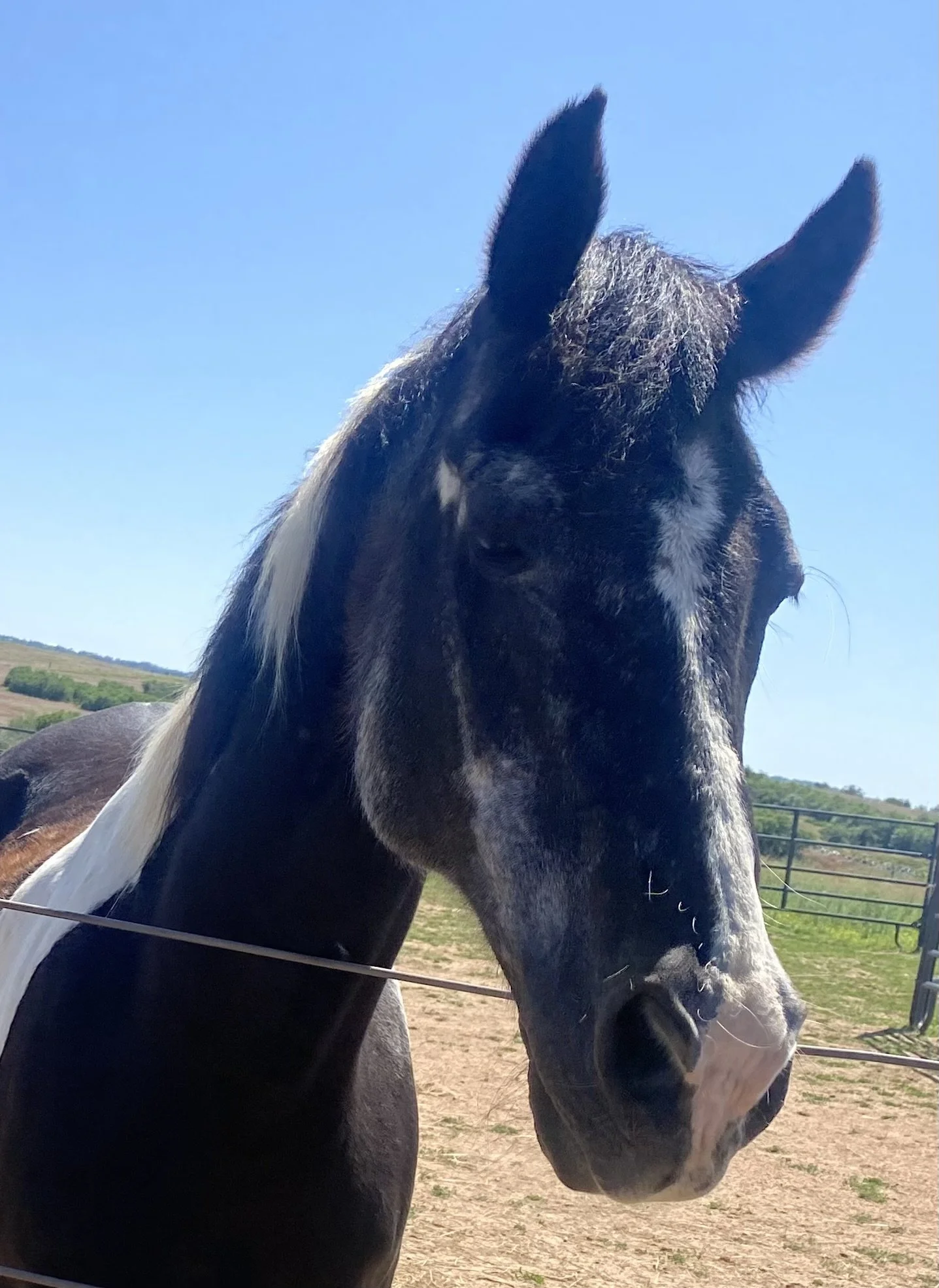 Xena and Pony quarter horses