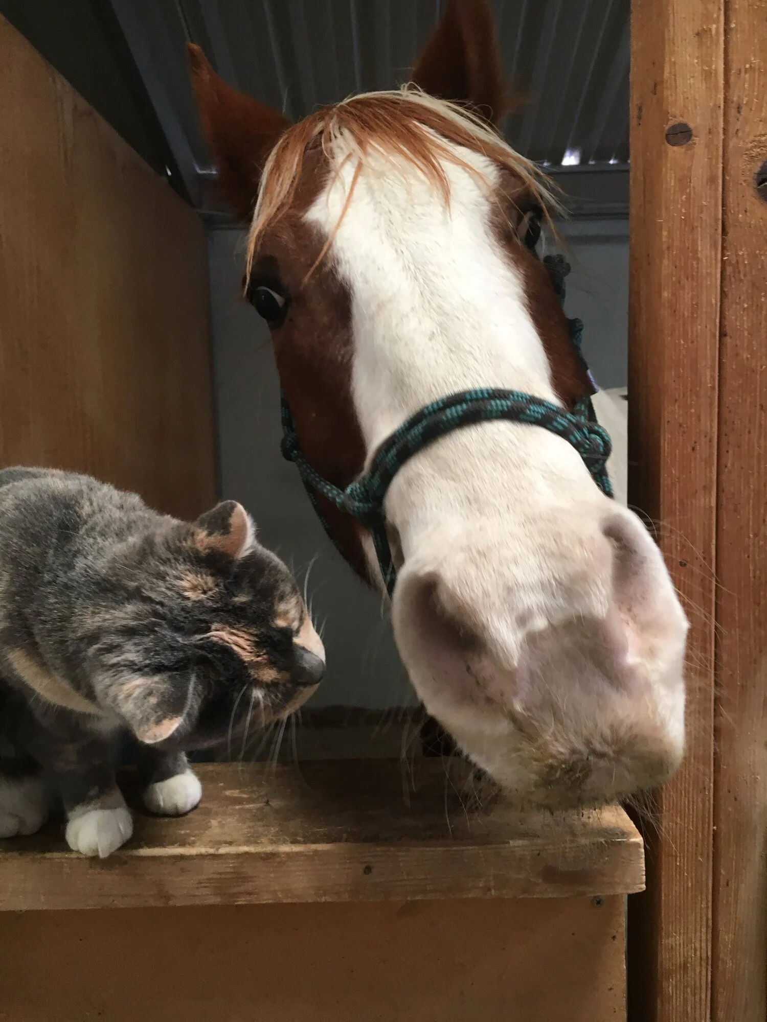 Boomer the quarter horse