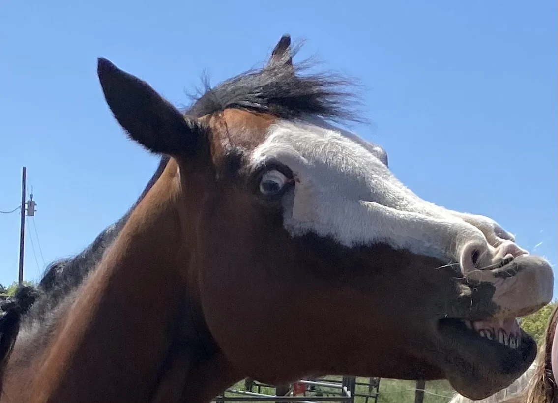 bella the quarter horse
