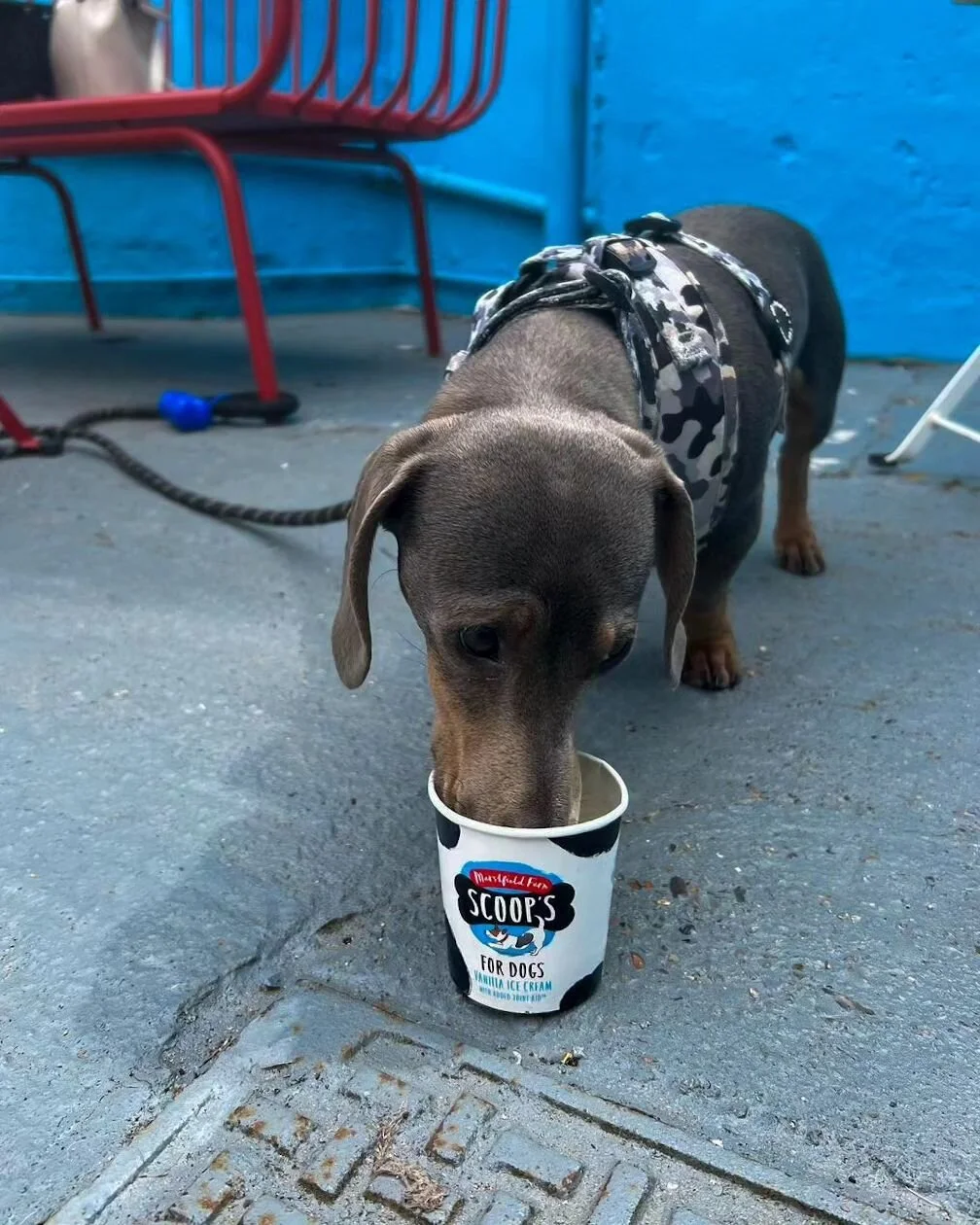 My first doggy ice cream is PAWsitively delicious! π¦πΎ We can't get enough of all the adorable sausage dogs who keep popping in for a treat. It's always a pleasure to meet their lovely owners too πβ€οΈ 
----
#Repost @ronnie_mini.dachshund 
.
.
.
.