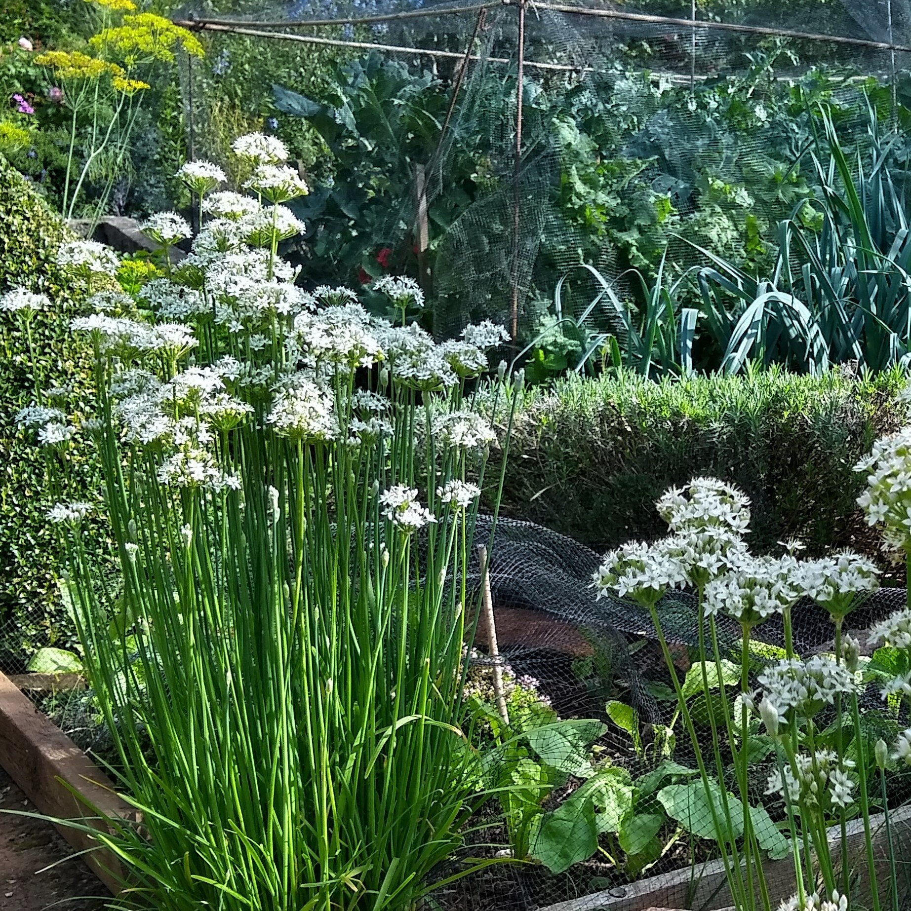 Allium tuberosum .jpg