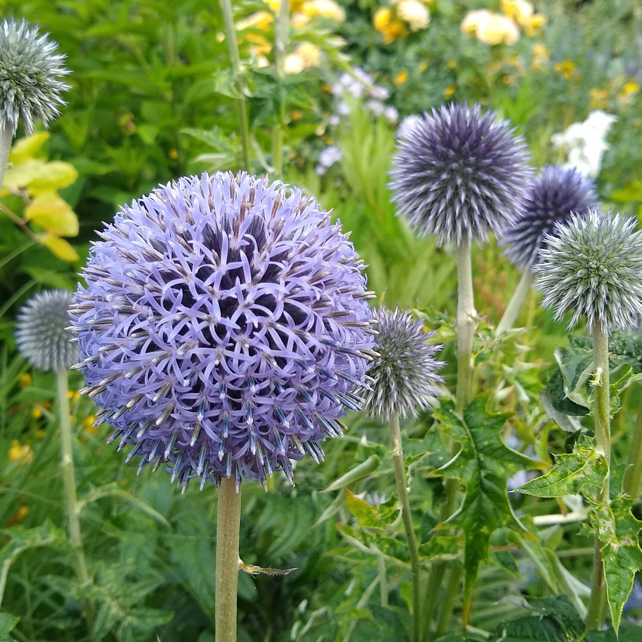 Echinops ritro .jpg