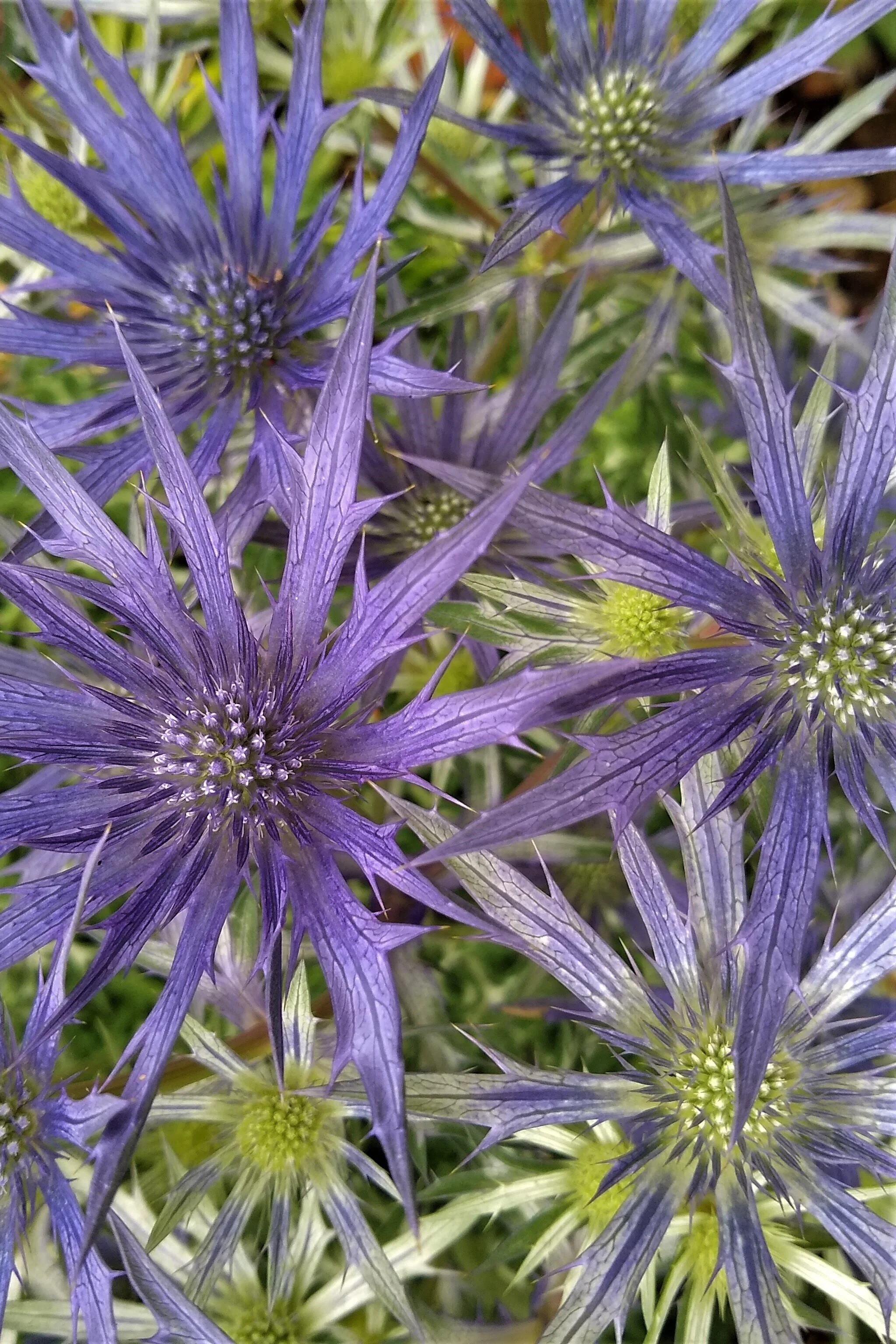 Eryngium Pico's Blue — Neil Ross Gardens