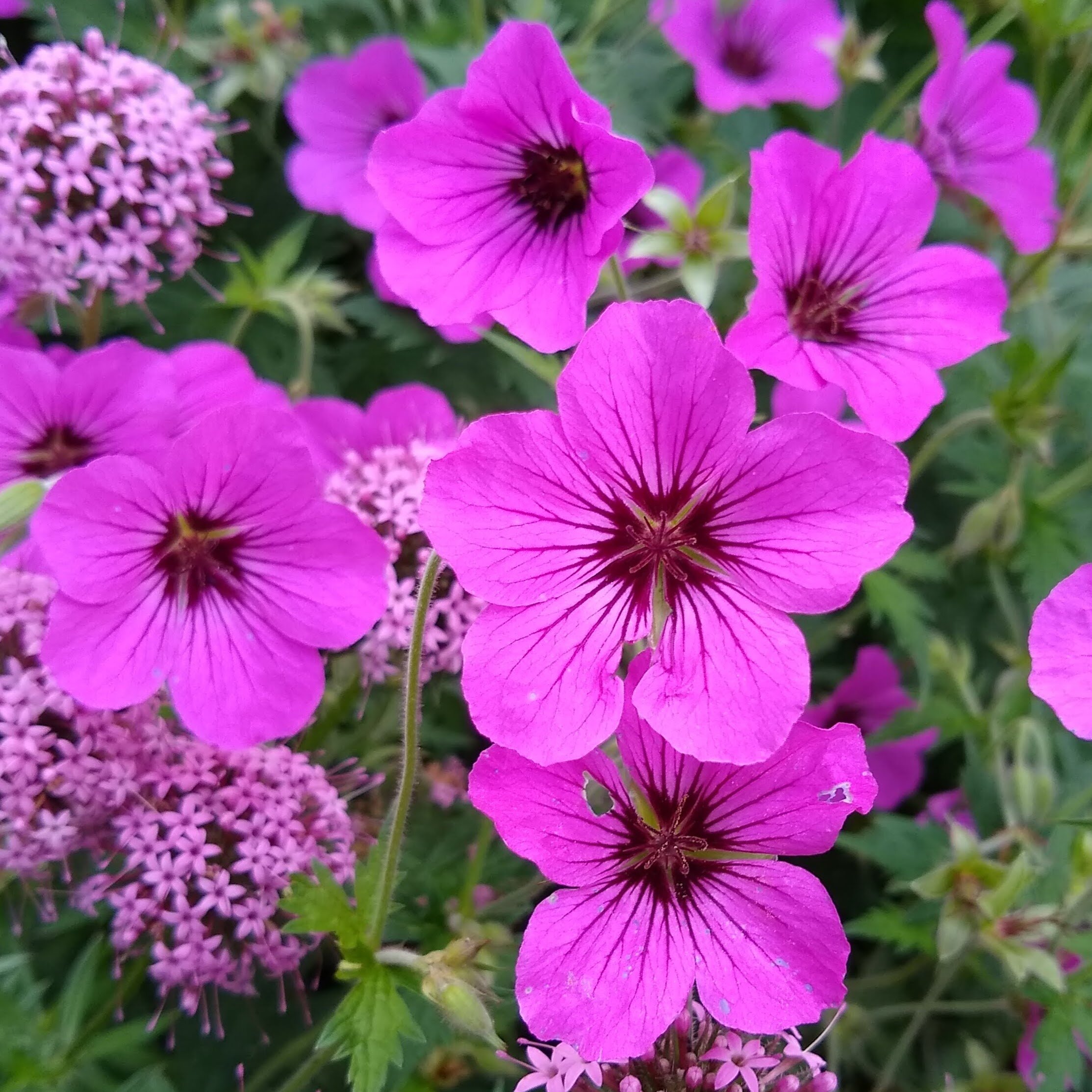 Geranium Patricia 2 .jpg