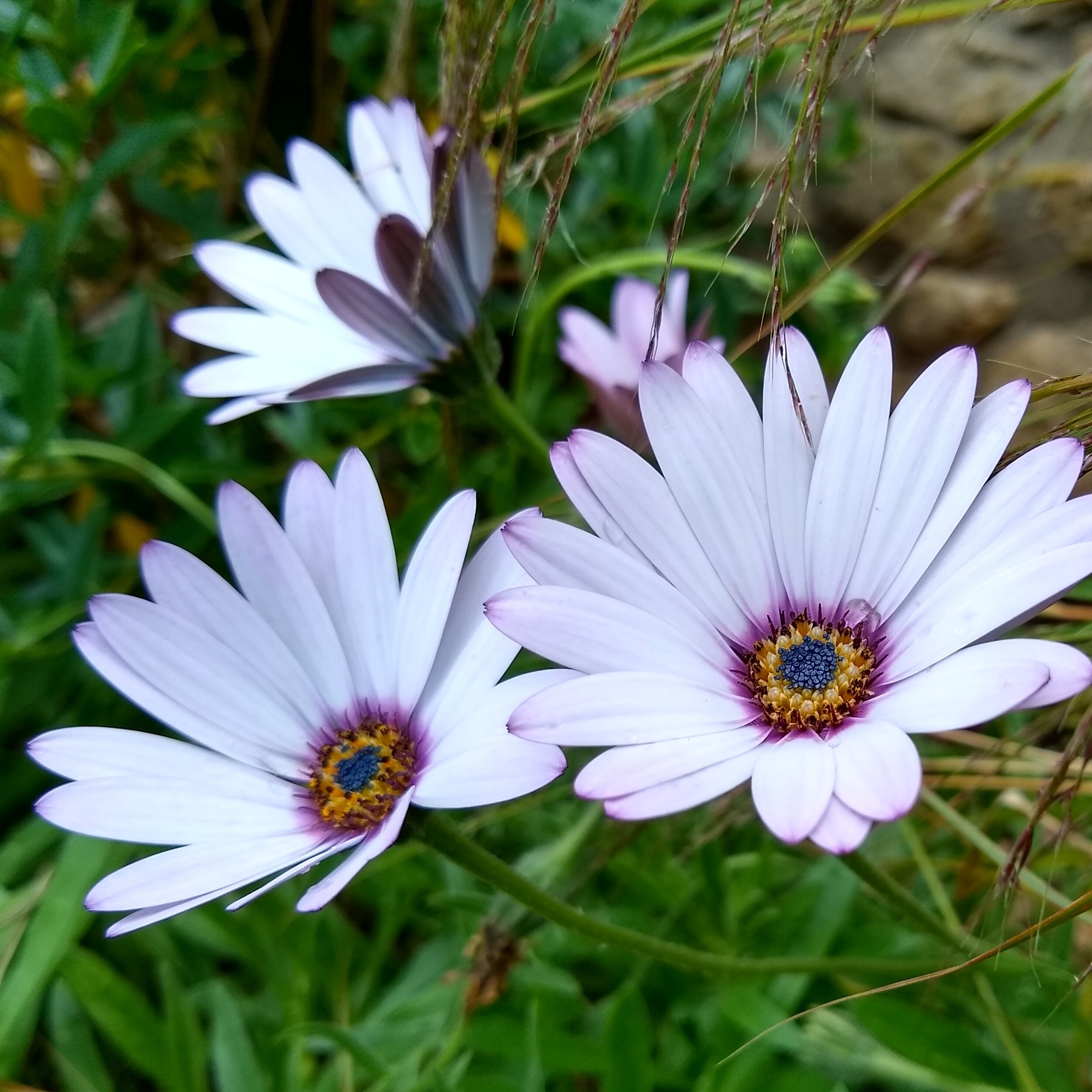 Osteospermum jucundum .jpg