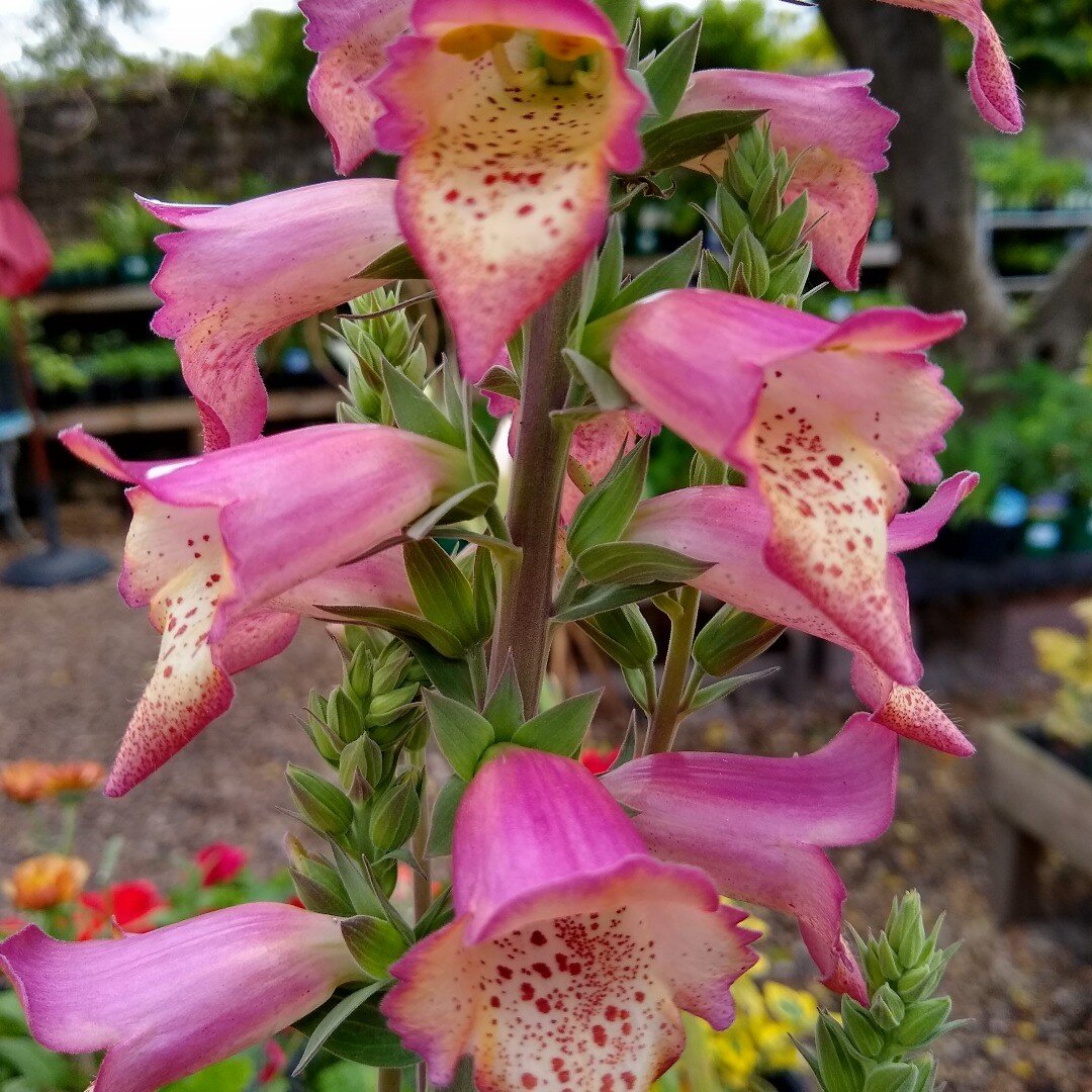 Digitalis Ivory Rose. At &pound;8 for a foxglove can I believe the label that claims its perennial?