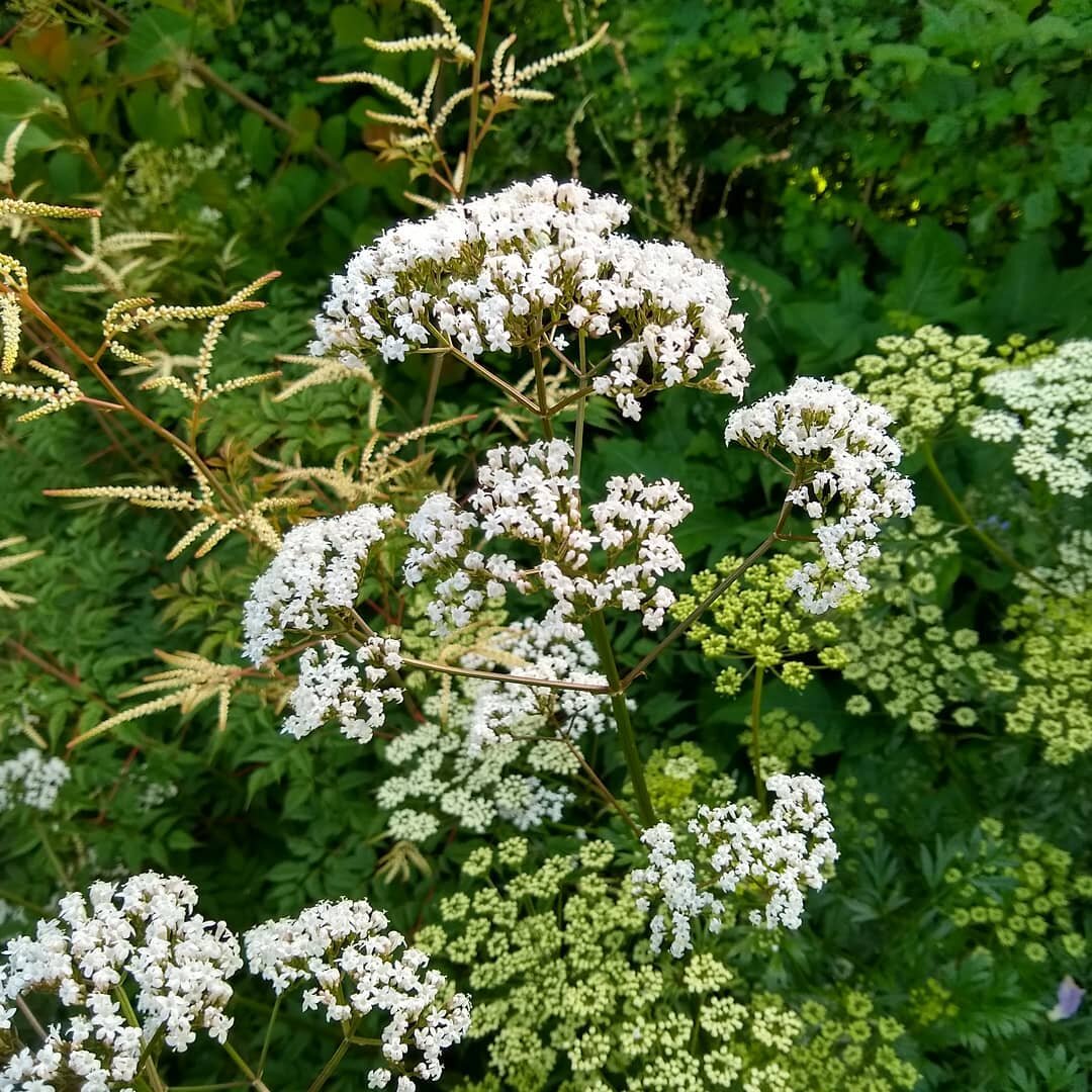 Valerian officinal comes in two forms; a beefy pale pink and this slender white. They tend to flop and don't flower so long and seed about madly but catch them on the right summer evening... Here with aruncus and Cenolobium denudata.