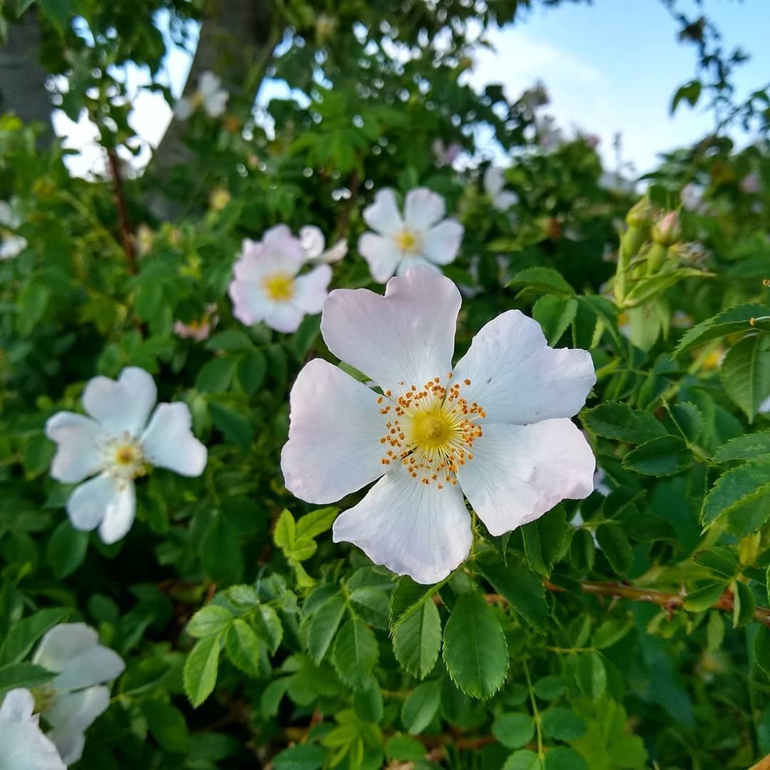 Would never recommend our native dog rose in a garden; far too big and prickly but in the park I take lolly this one bush squats prettily under a Rowan tree as good as any overblown garden cultivar.