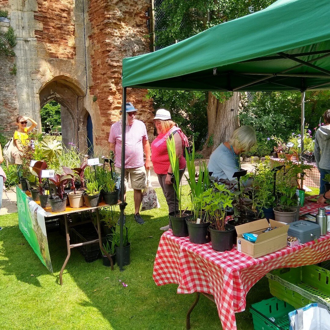 Had a lot of fun running a plant stall at Wells Bishops Palace Garden Festival last weekend. Raised needed funds for our community garden project @root_connections . Thanks to my lovely team of volunteers.