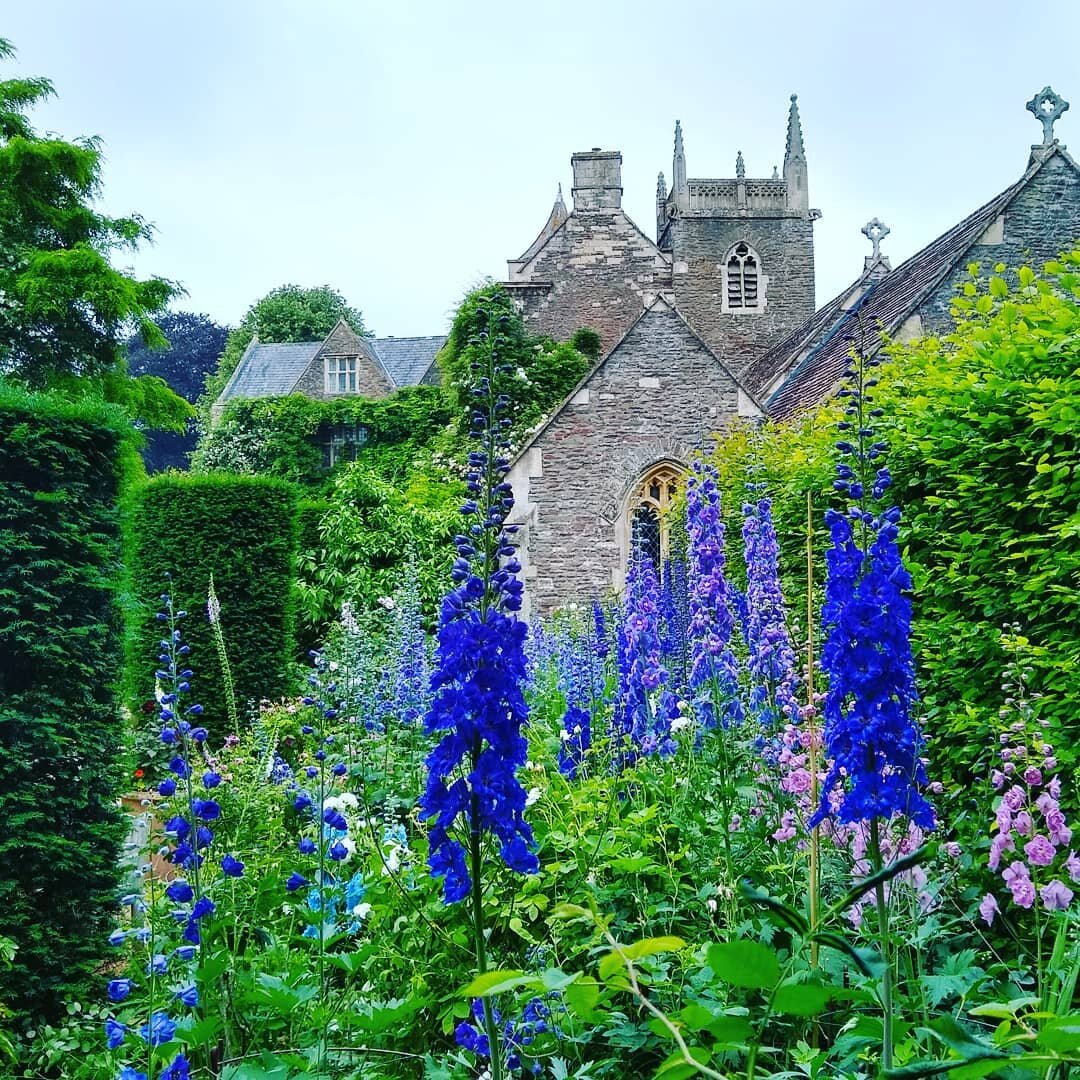 Spires and bells can make a June garden feel like a cathedral. @hanhamcourt  owner Julia has coaxed the delphiniums from decline to splendour. Nearly as lush are Campanula latifolia in another garden Room.