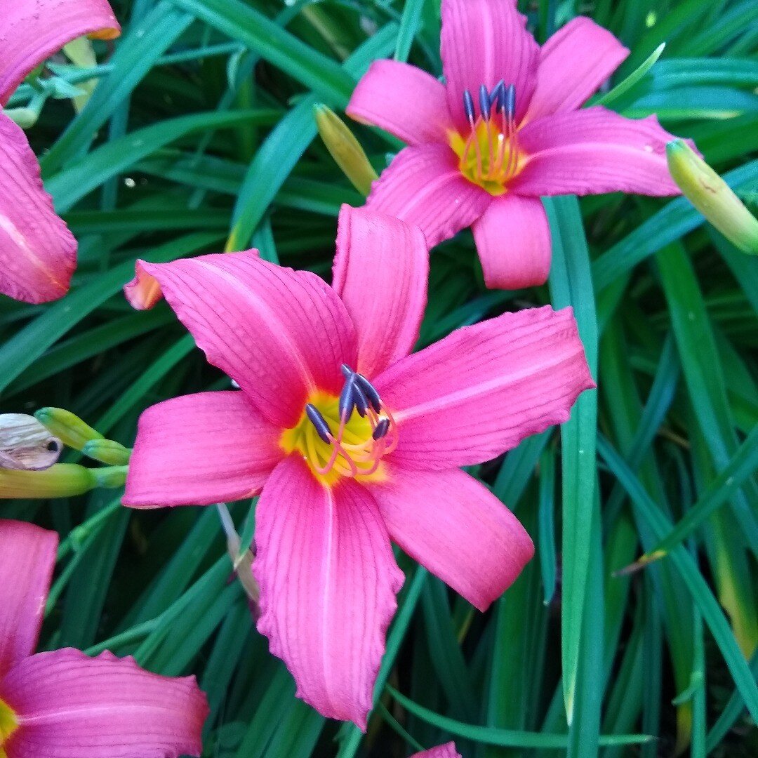 #hemerocallis Pink Damask isnt really this pink more a coppery orange coral but SO shapely