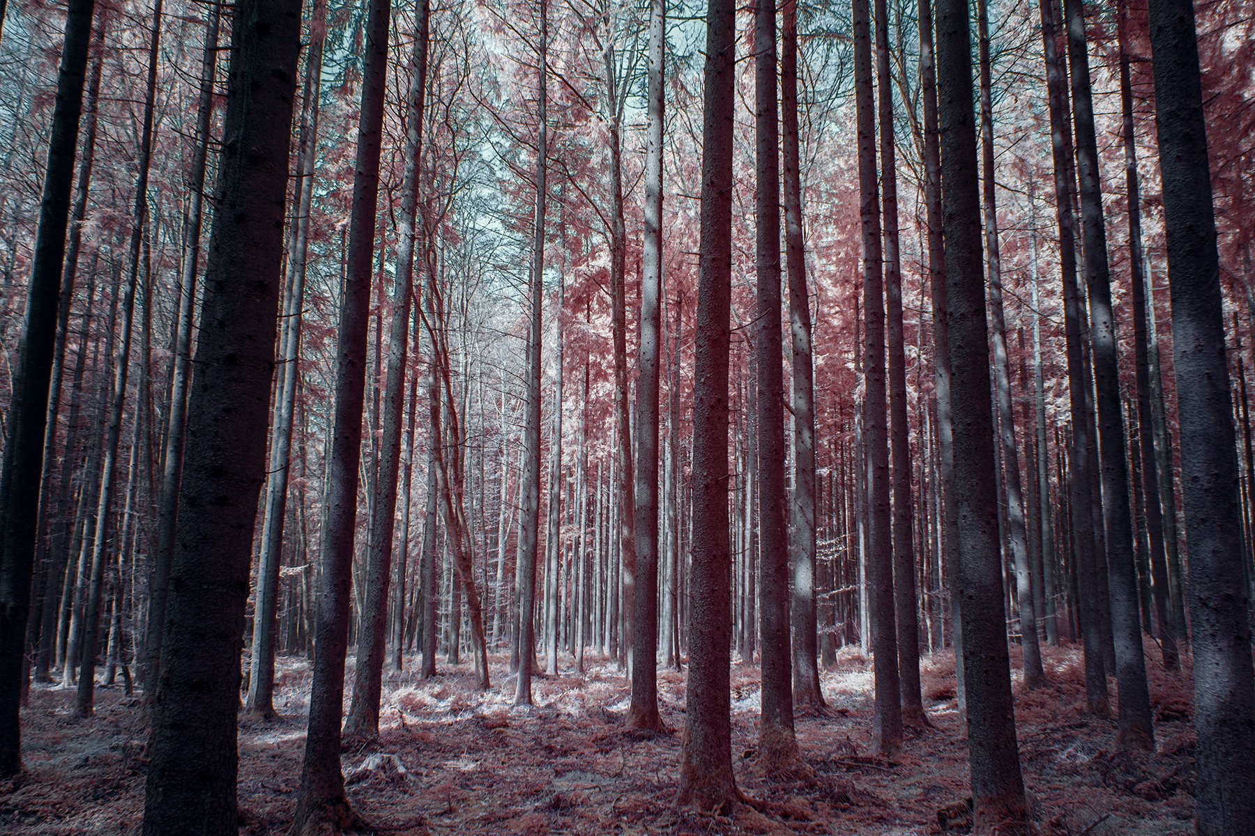 forest-ir-new.jpg