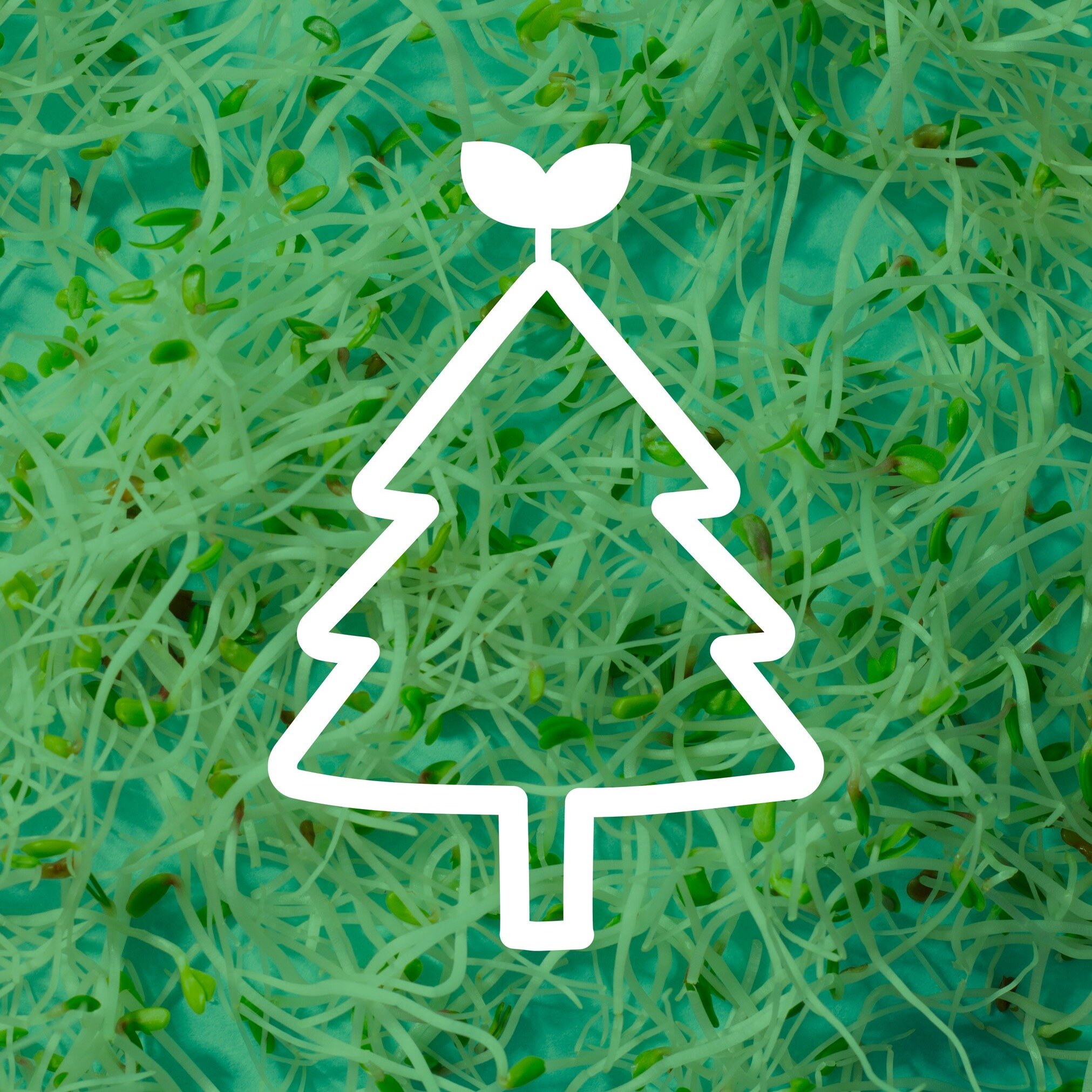 Have a very sprouty Christmas! From the Aussie family to yours&hellip; please stay safe and enjoy time spent with your loved ones. We&rsquo;ll see you back in 2024!
#sprouts #aussiesprouts #vegetarian
