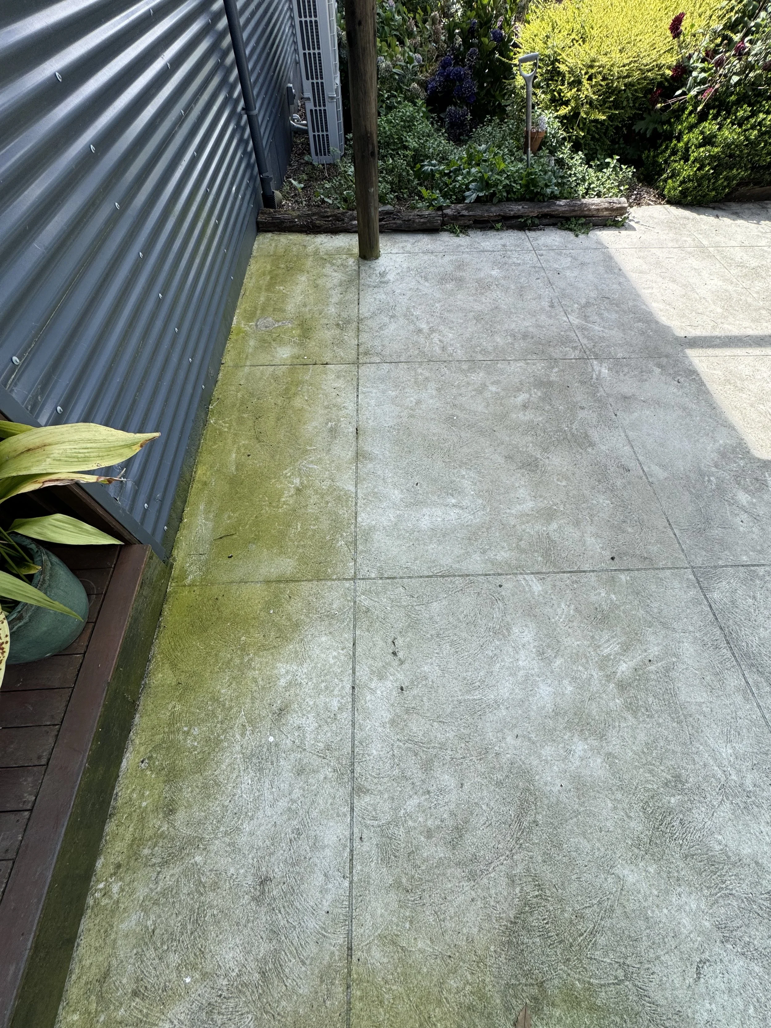 Algae and moss growth on your property in Nelson.JPG