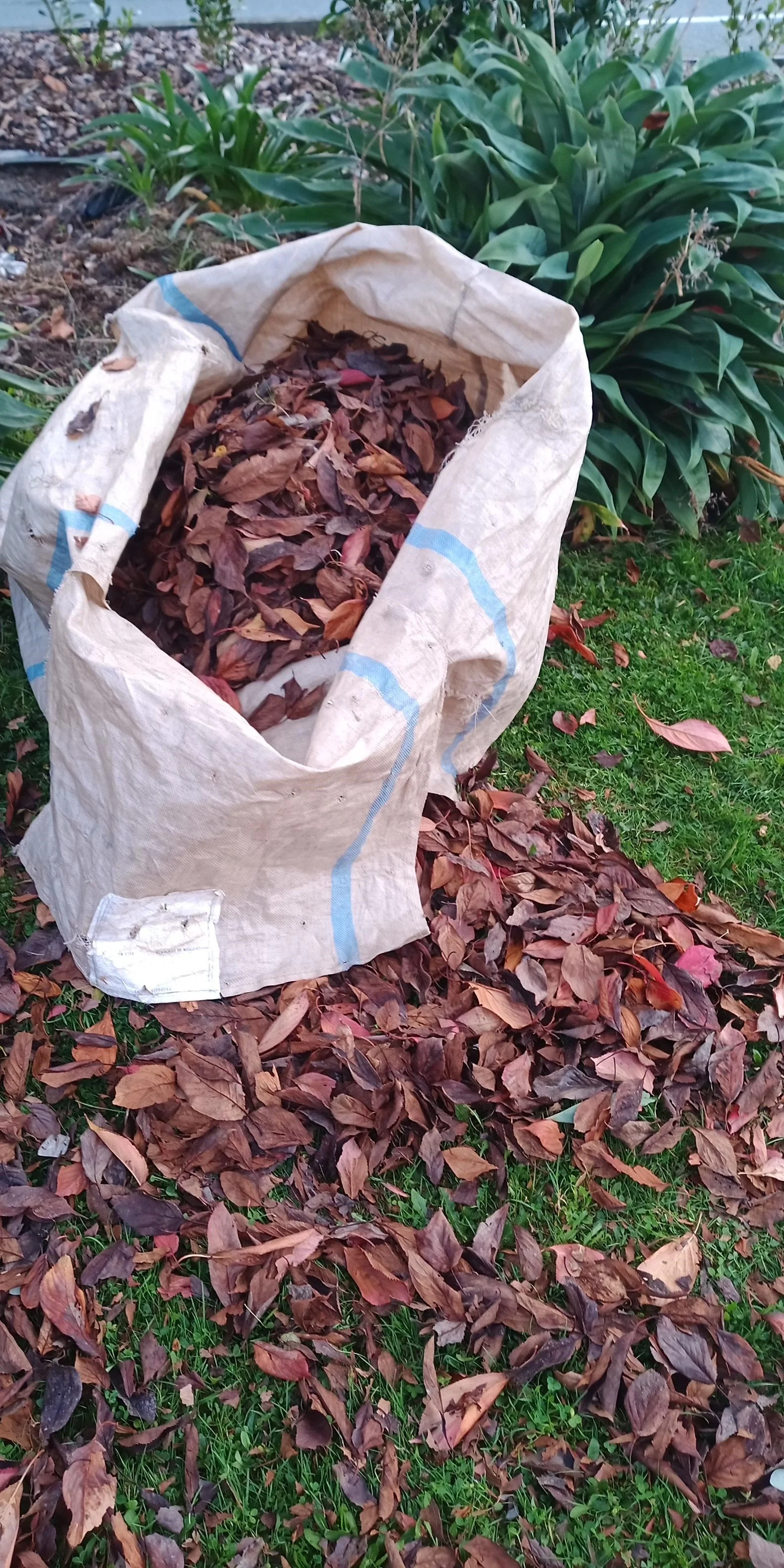 leaves.jpg