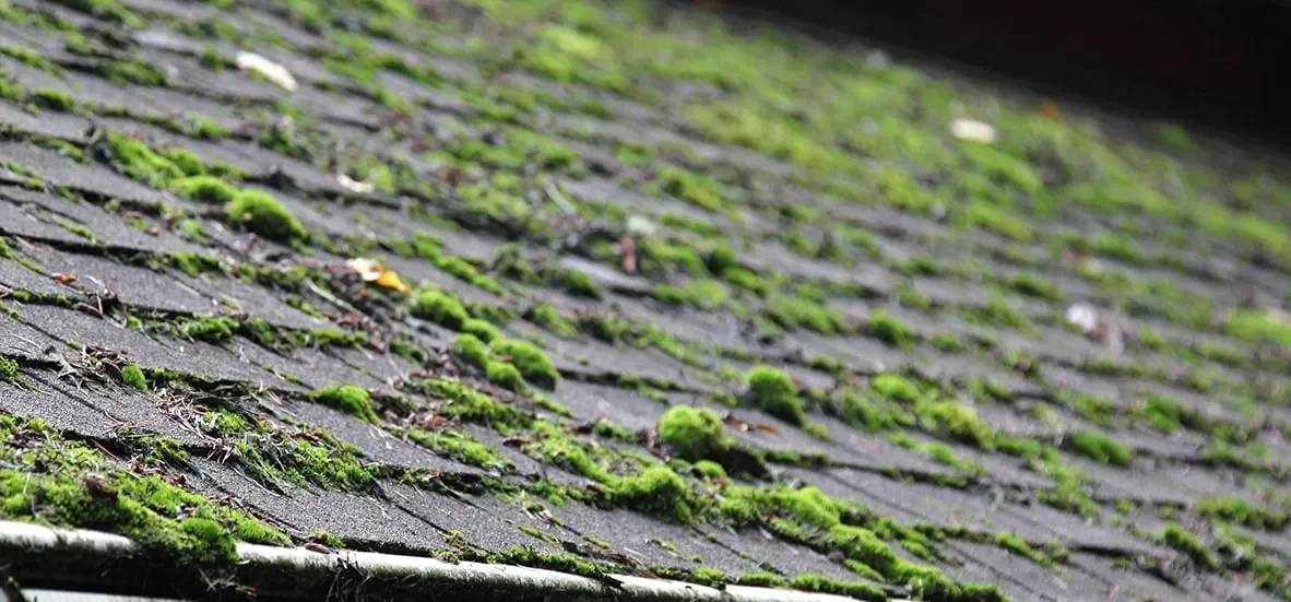 Moss Growth.webp