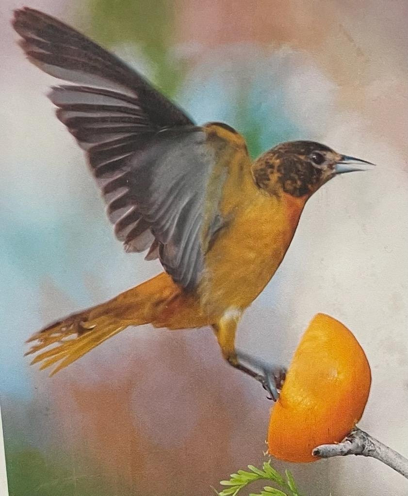 bird1.jpg