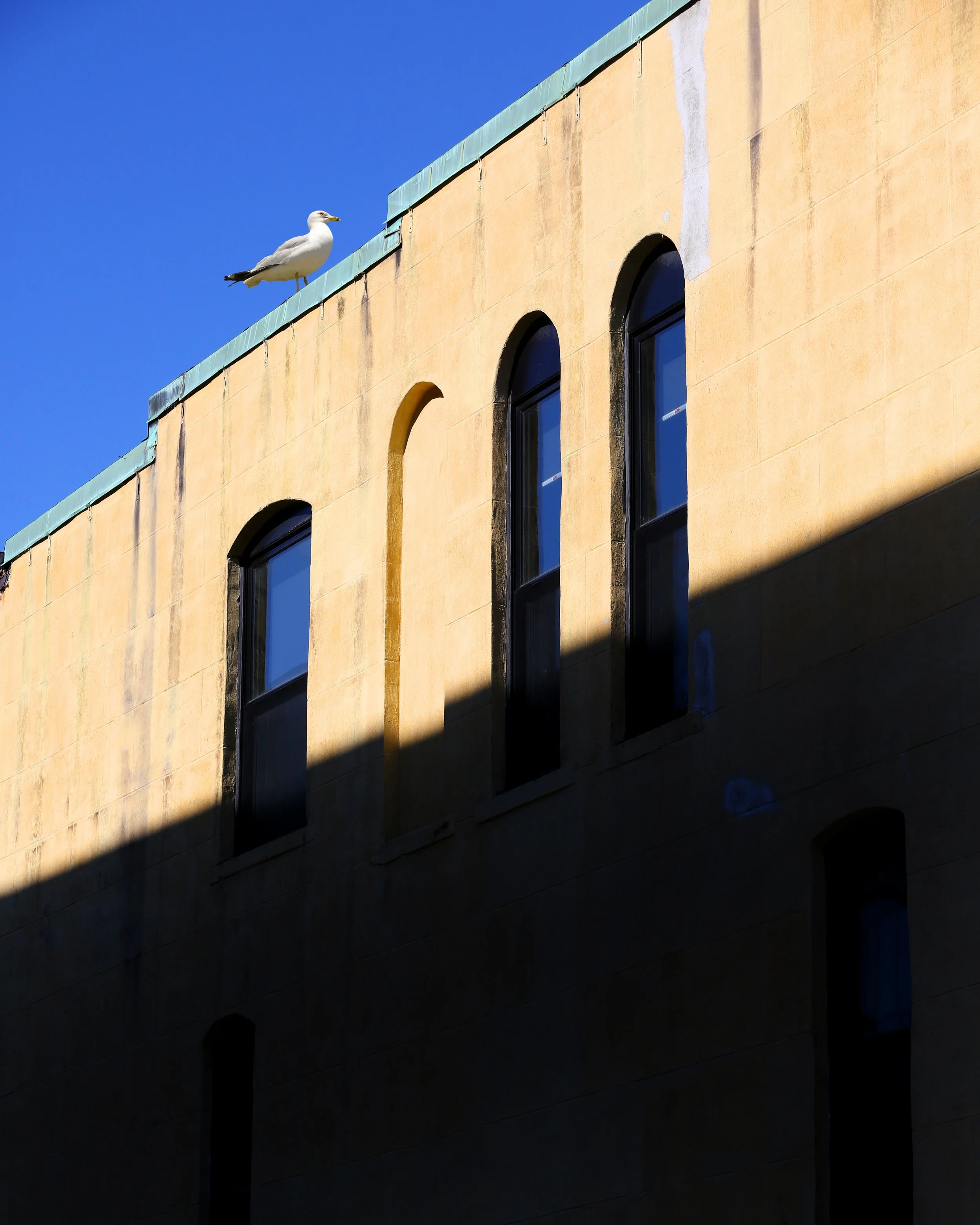 Seagull on Ritchie.jpg