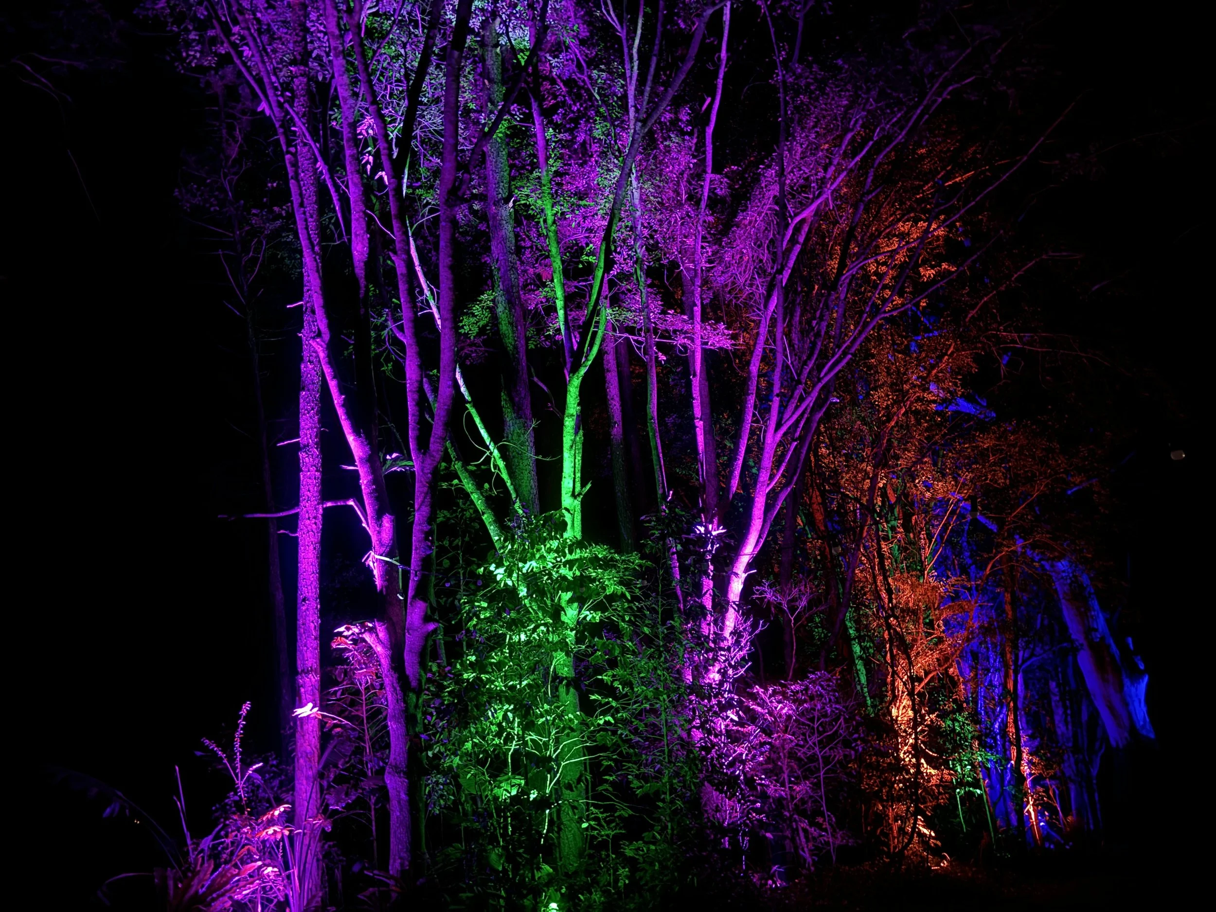 Trees illuminated with colorful lights, including purple, green, and orange hues, set against a dark night background.