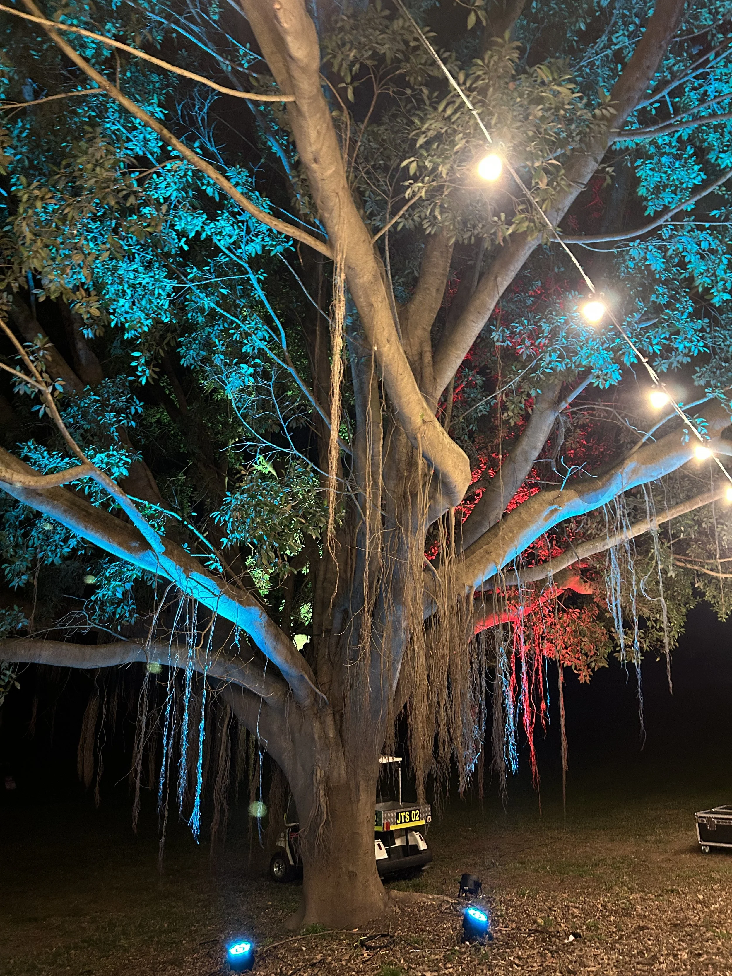 Lismore Lantern Parade - Trees up lit with lights, art install