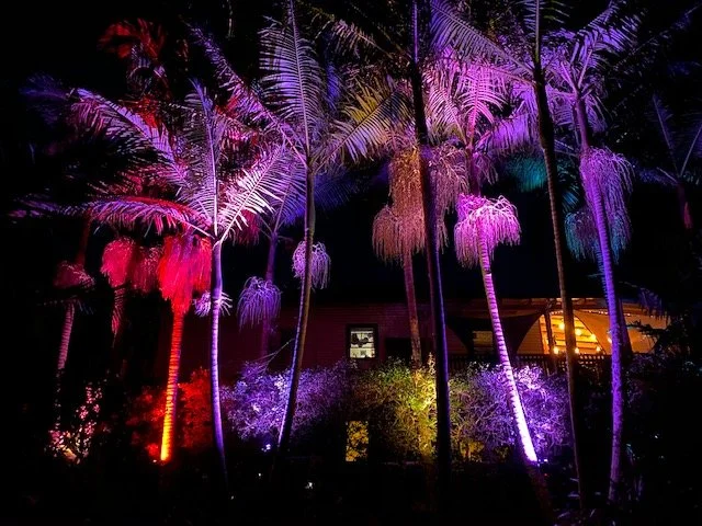 Palm trees illuminated with colorful lights at night