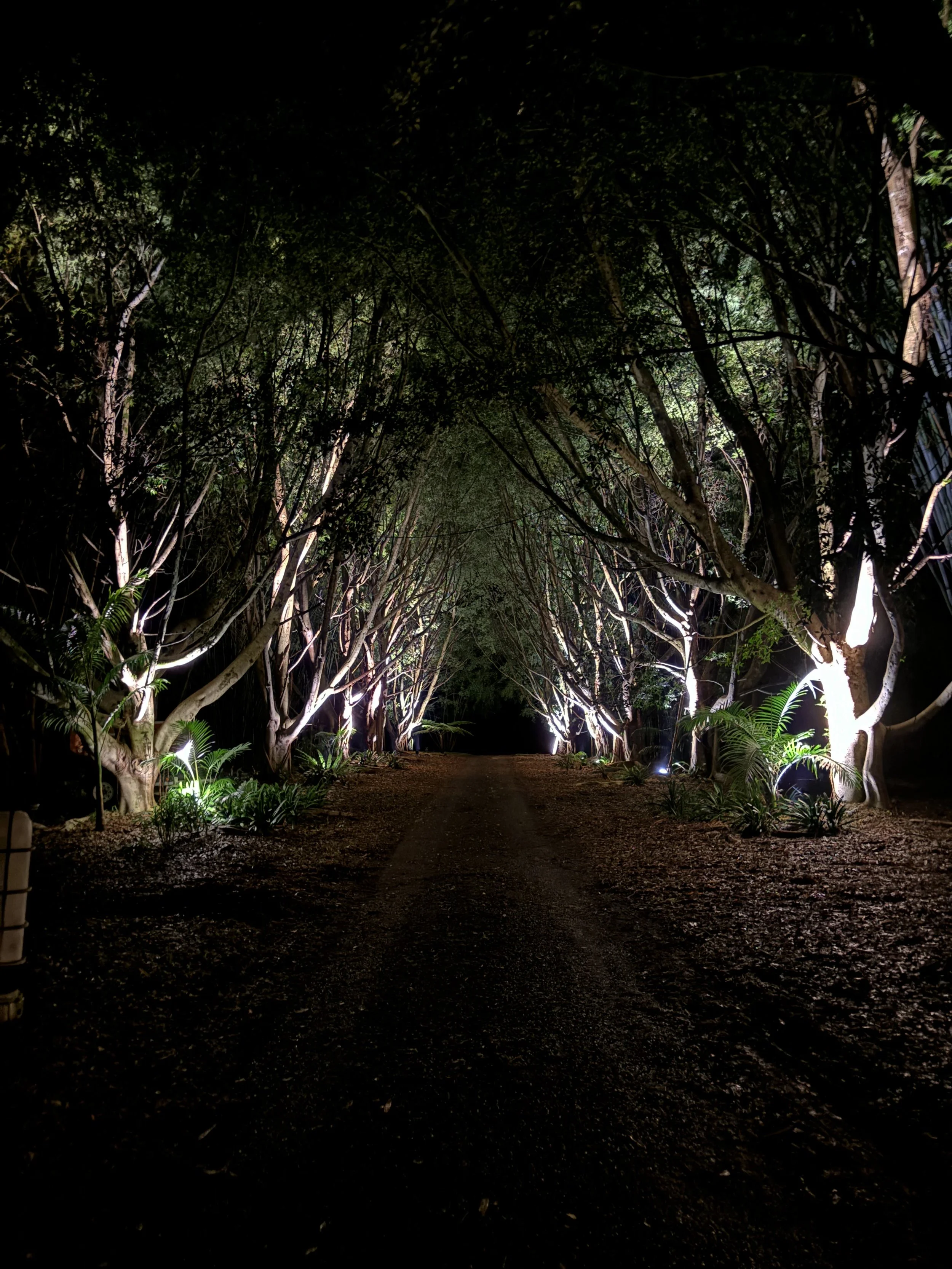 Nighttime view of a tree-lined dirt path with trees illuminated by lights on both sides.