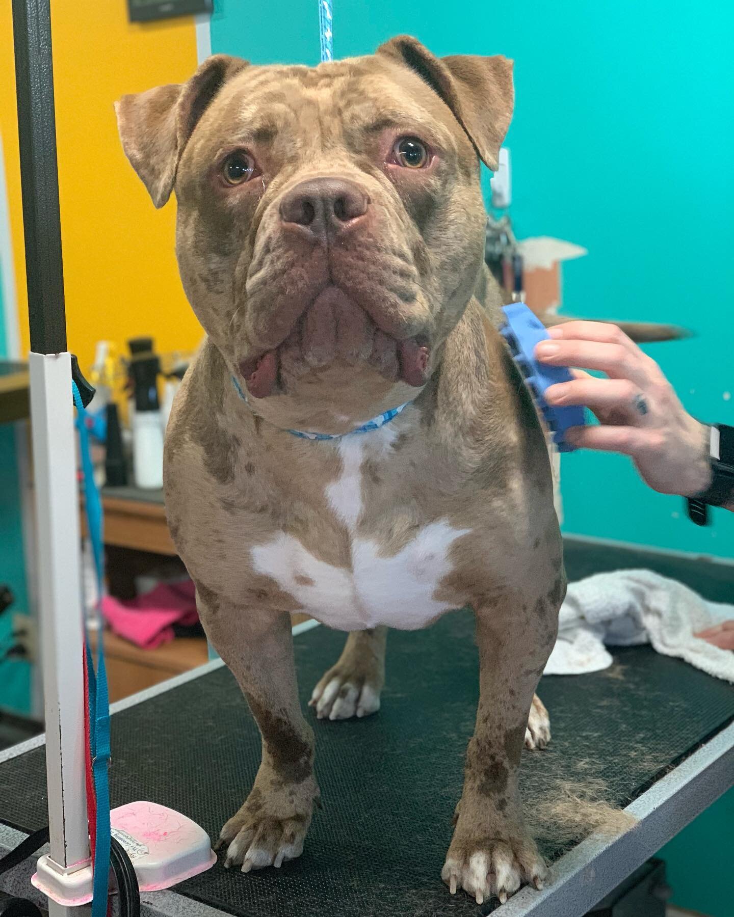 🐾Rambo loves his bath 🛁time with us🥰
🛁: Steve