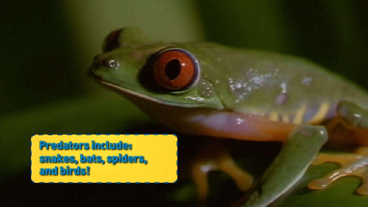 RedEyedTreeFrog_01.jpg