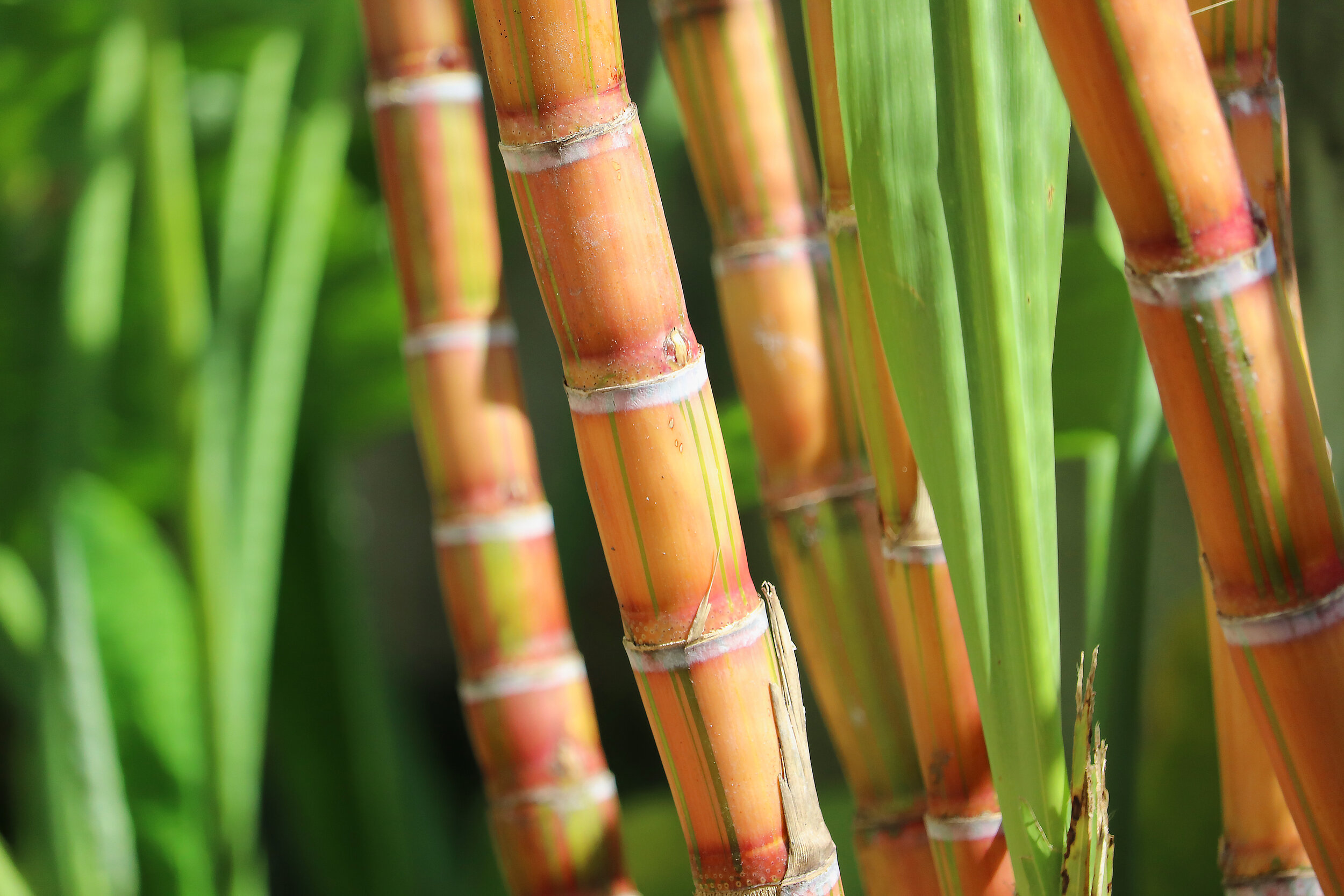 Сахарный тростник в австралии. Гавайи сахарный тростник. Растение Индии сахарный тростник. Сахарный тростник Ямайка. Сахарный тростник Шри Ланка.