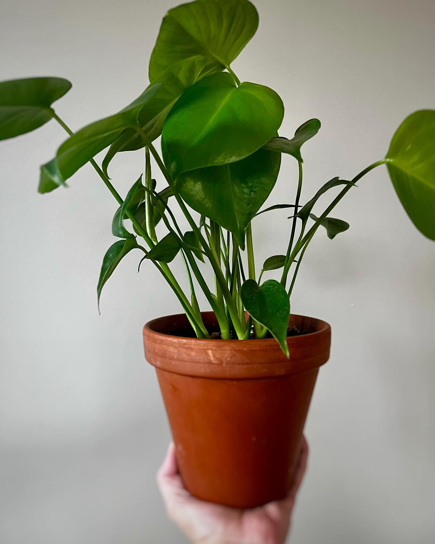 For the last few years, I&rsquo;ve had this love-hate relationship with this guy, the Monstera Deliciosa. A few weeks ago, I decided to give that relationship a chance again. I bought this little one over at @terraathome, and so far, he&rsquo;s doing