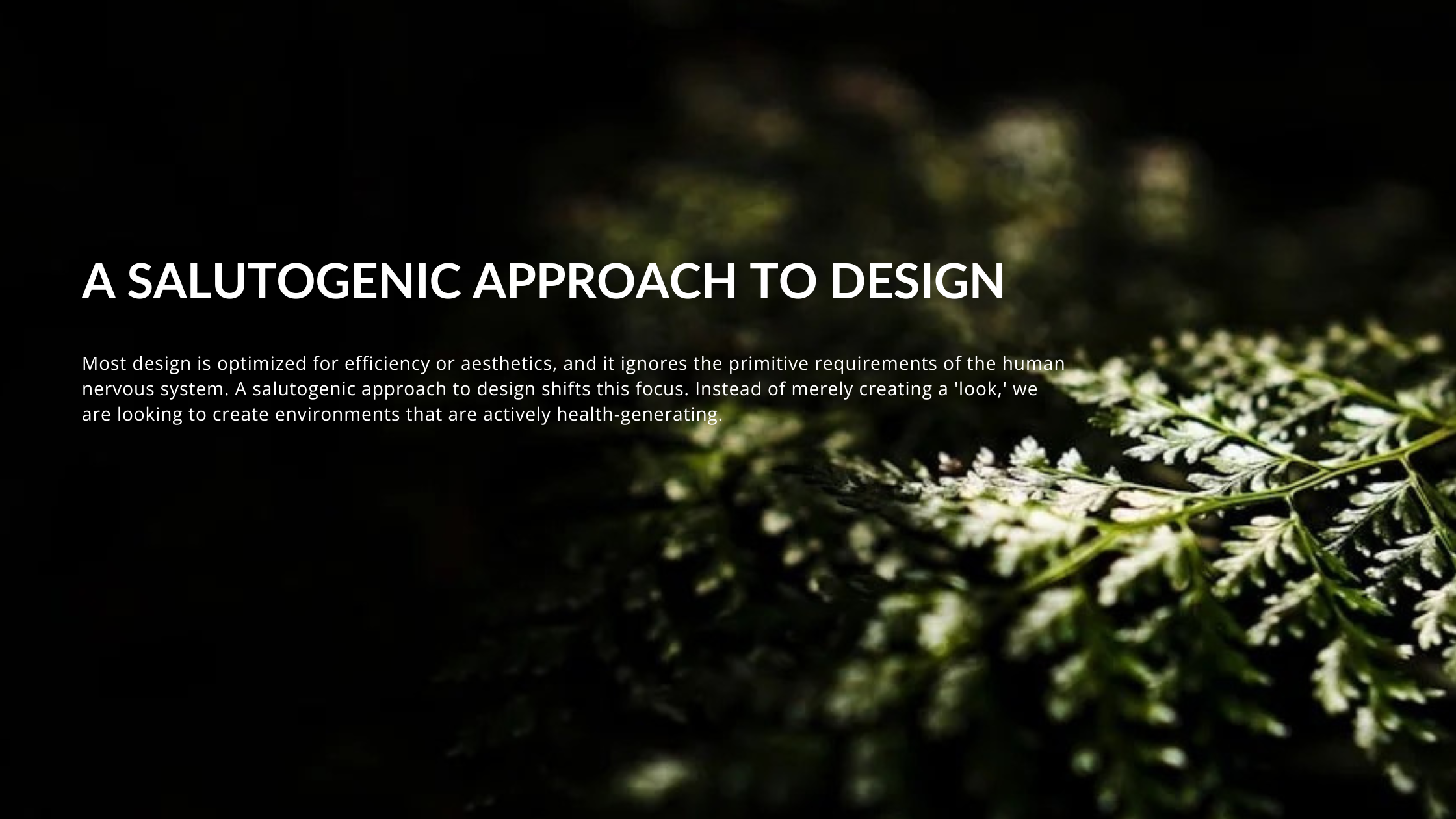 Macro photography of a fern leaf illustrating natural fractal patterns used in design to promote fractal fluency and reduce cognitive load.