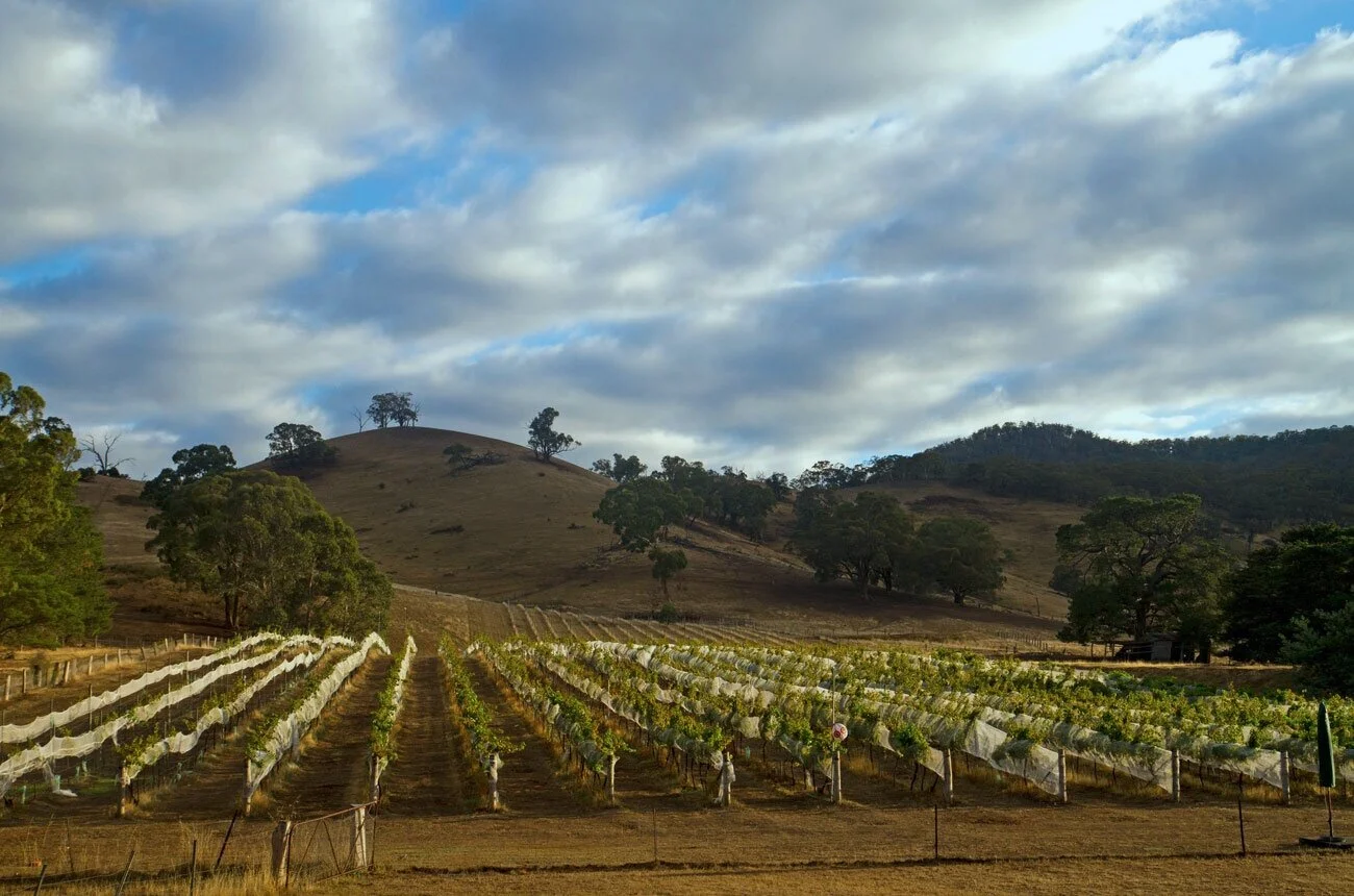 Cool-climate-Australian-Shiraz.jpg