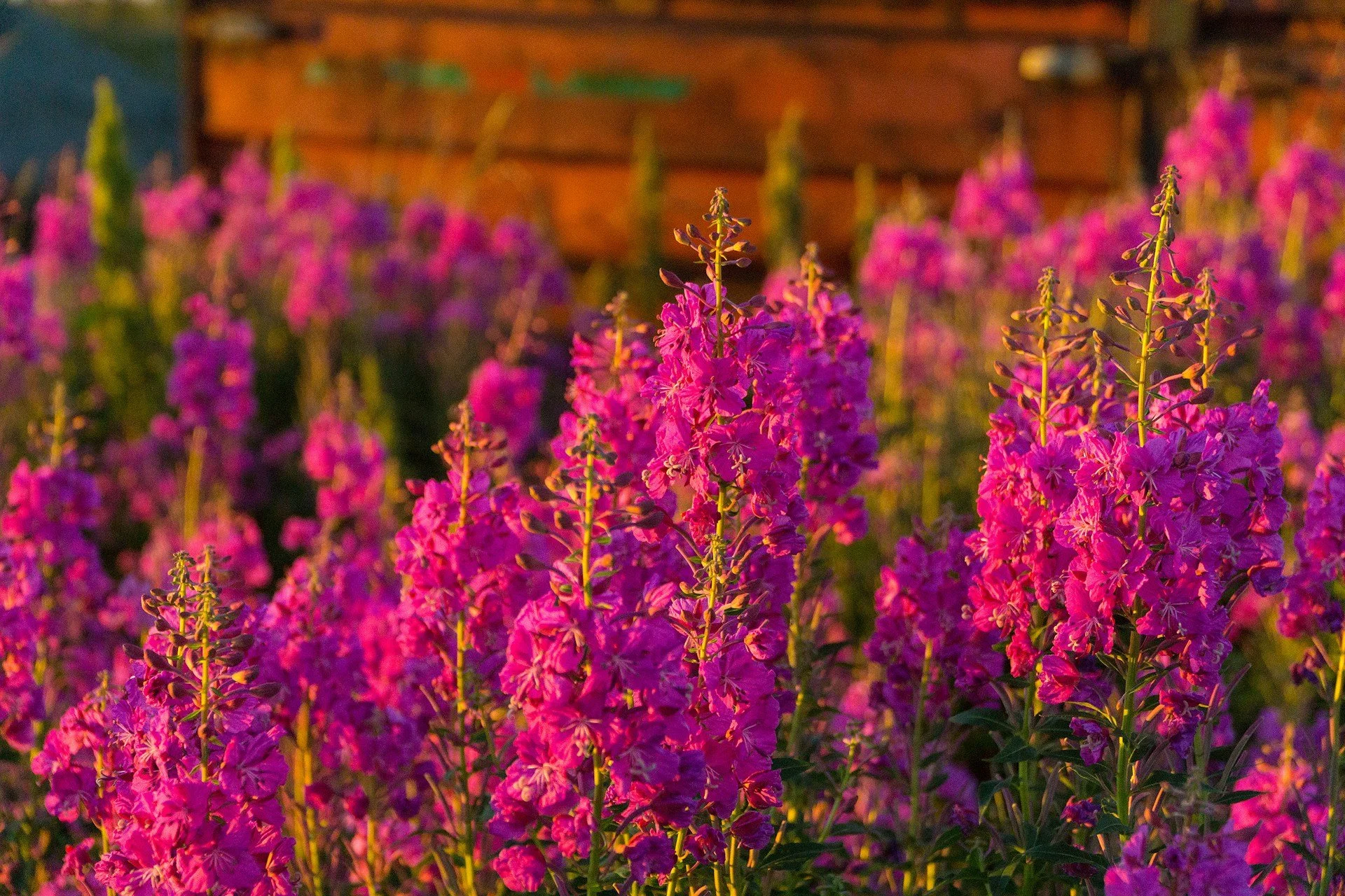 She is Fireweed, Episode 468