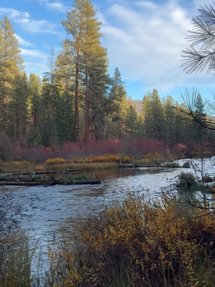 This post is an homage to fall in Central Oregon. Just got back from a week enjoying fall leaves and walks by the river. 

Also learned about the Tamarack tree- one of only a few conifer trees that sheds its leaves each year. But not before turning a