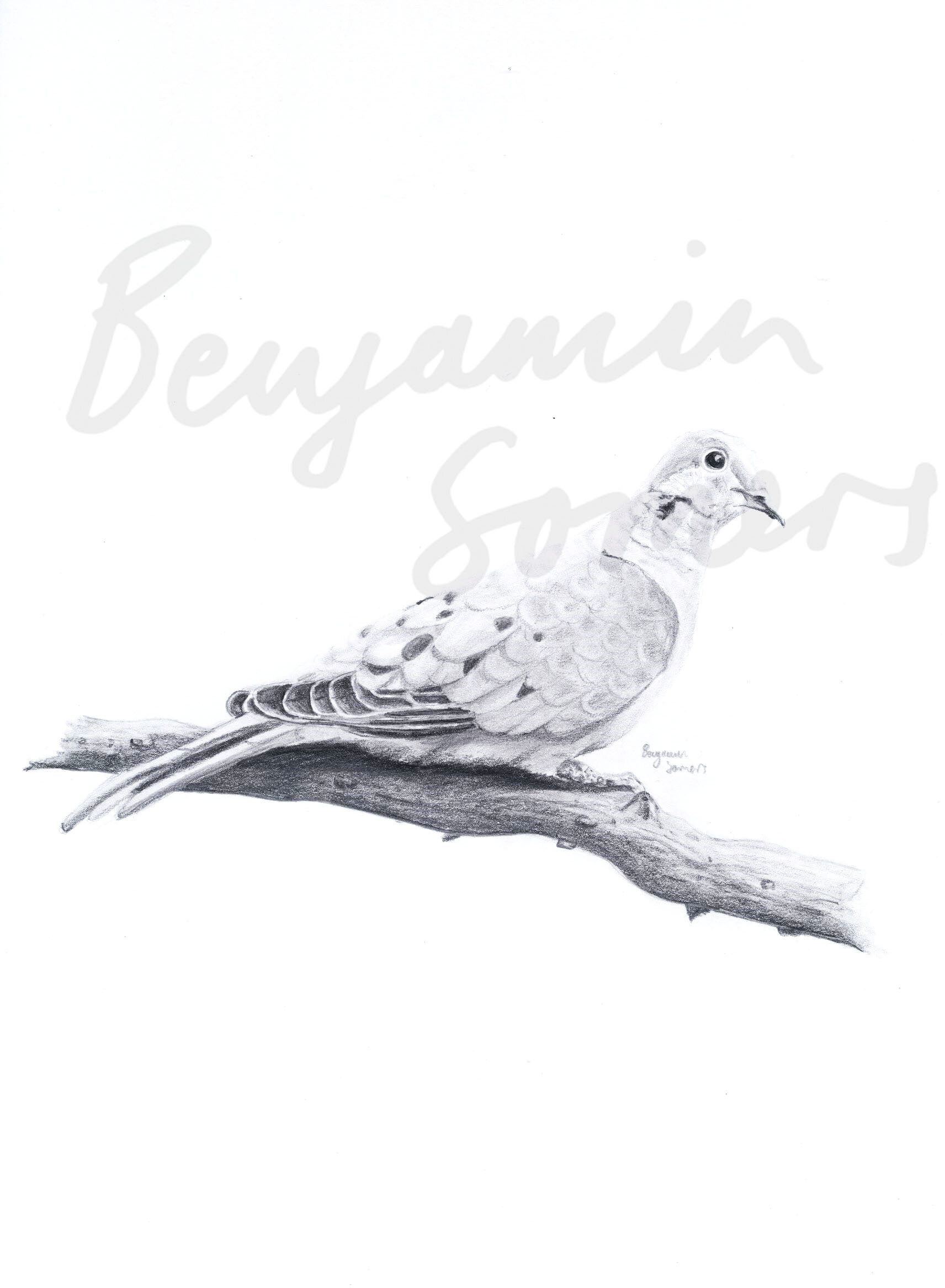 Ben - Magpie Lark.jpg