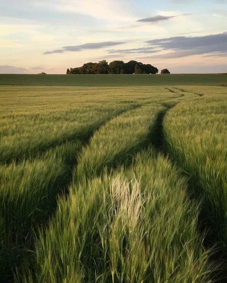 HARLEQUIN - COLOUR 4