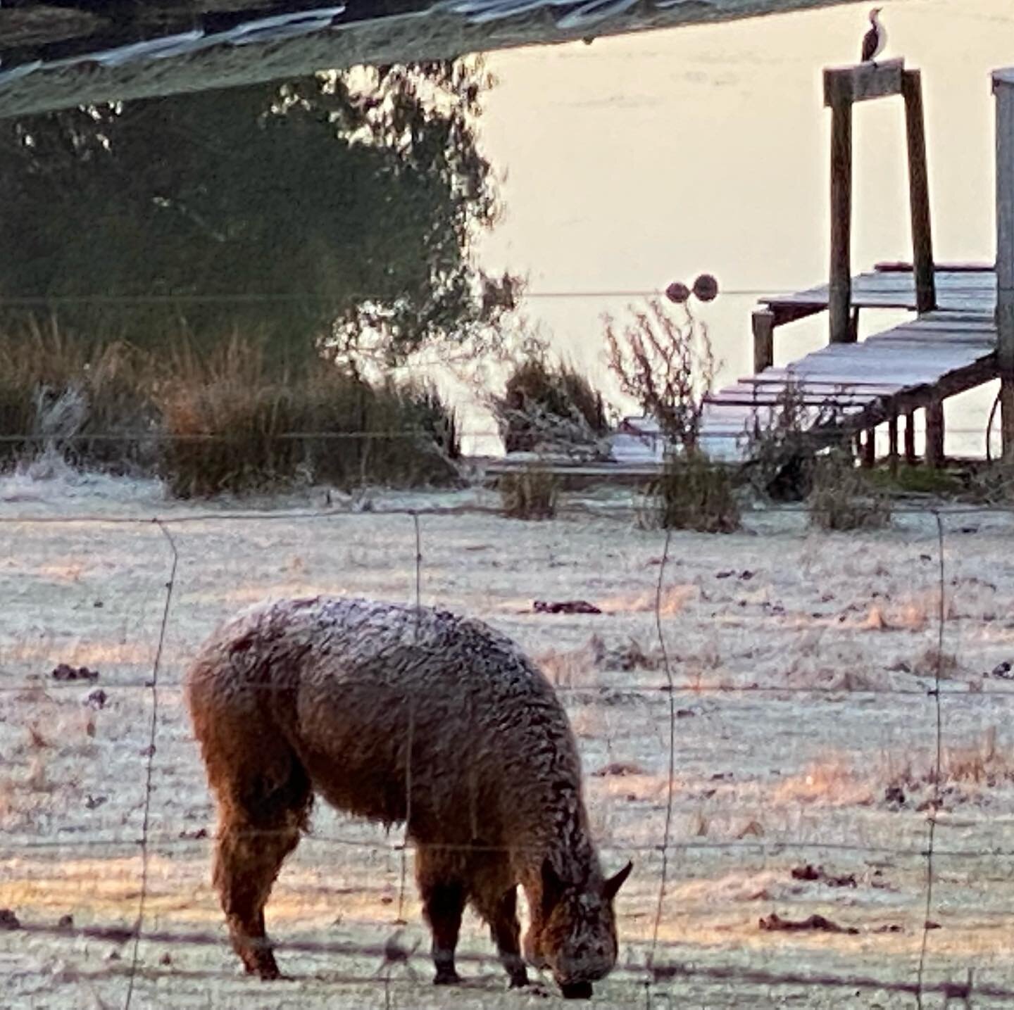 Jack has visited #frostymorning #sunnyday #winter