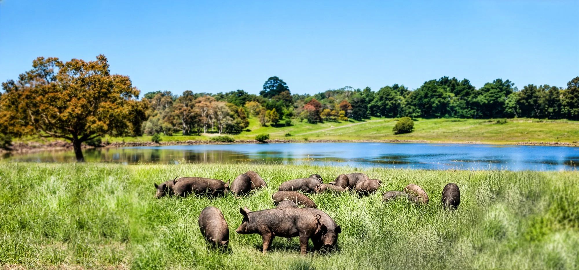 Large landscape shot of the deep pastures at Brooklands Farm with pigs grazing, a large spring fed lake and trees in the background