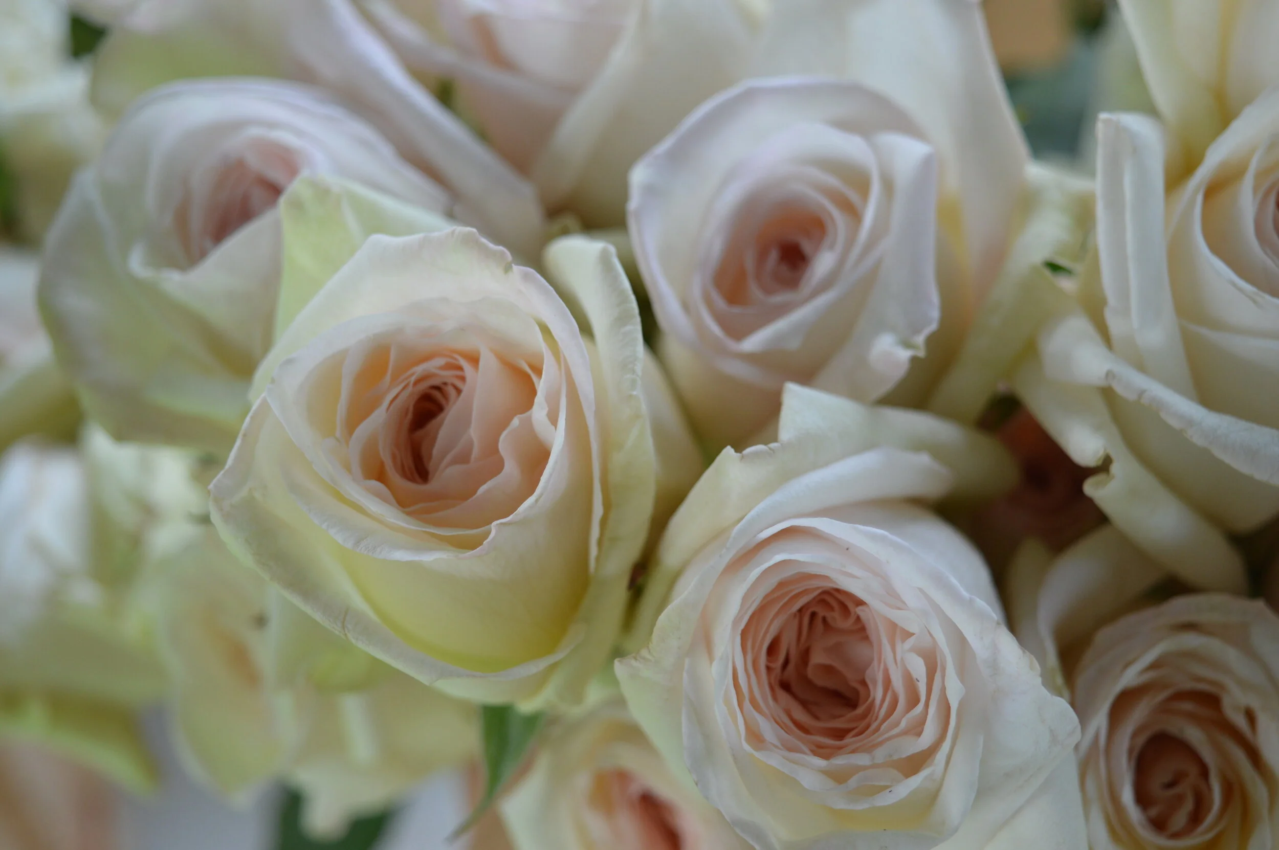 Same same, but different — YOKO BLOOMS
