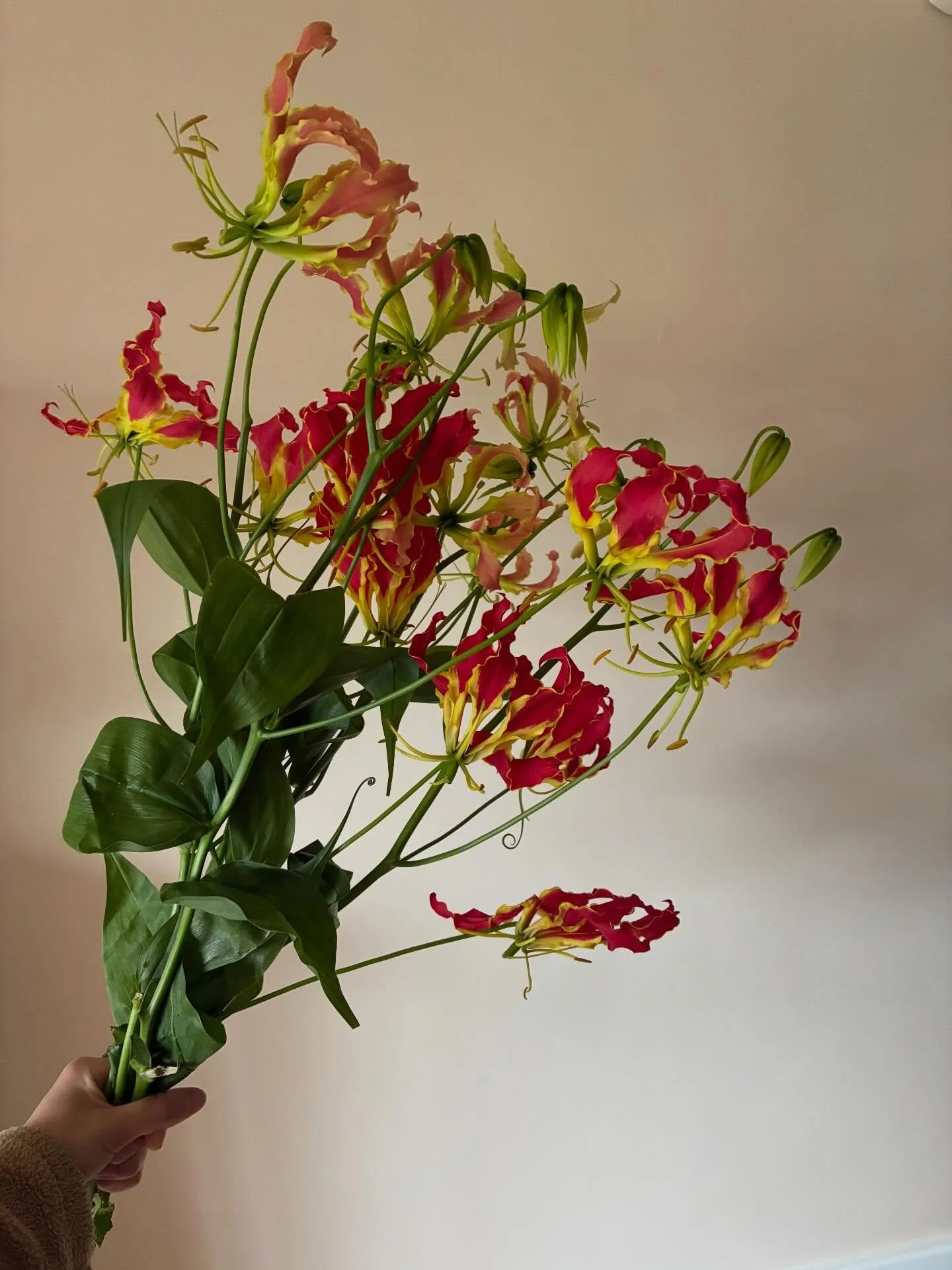 All these gorgeous flowers deserve to be on the grid&hellip;especially since they cost me so much money 🤣 *apart from the sweet peas , more reason to stick to the seasonal flowers if you don&rsquo;t want to spend fortune on flowers! 

#gloriosa #ant