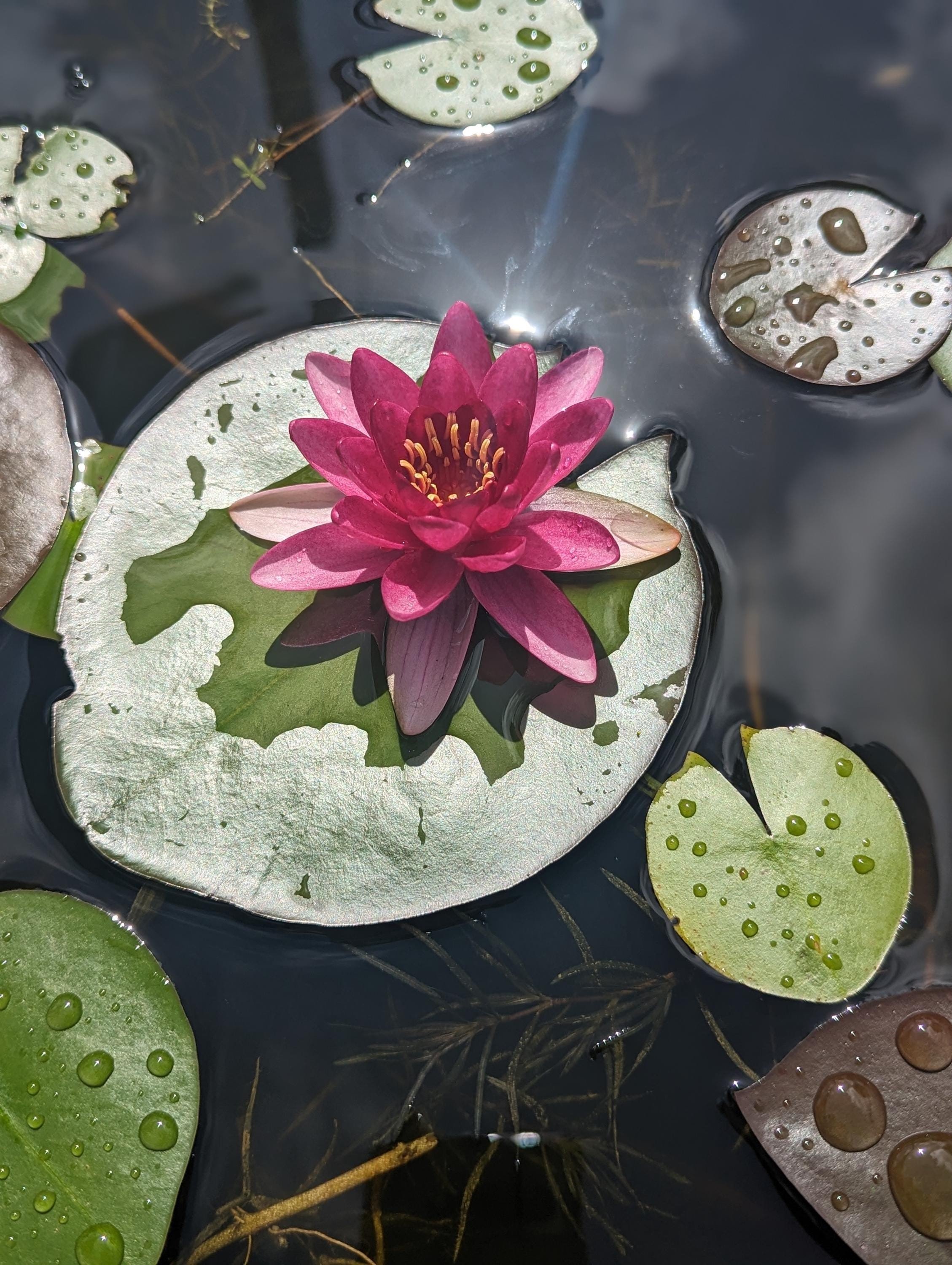 Nymphaea "Hardy Red" Water Lily thrives in full sun, requiring at least 6 hours of direct sunlight daily to produce its stunning blooms.