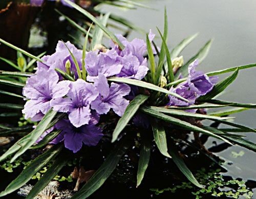 dwarf bluebell 1.jpg
